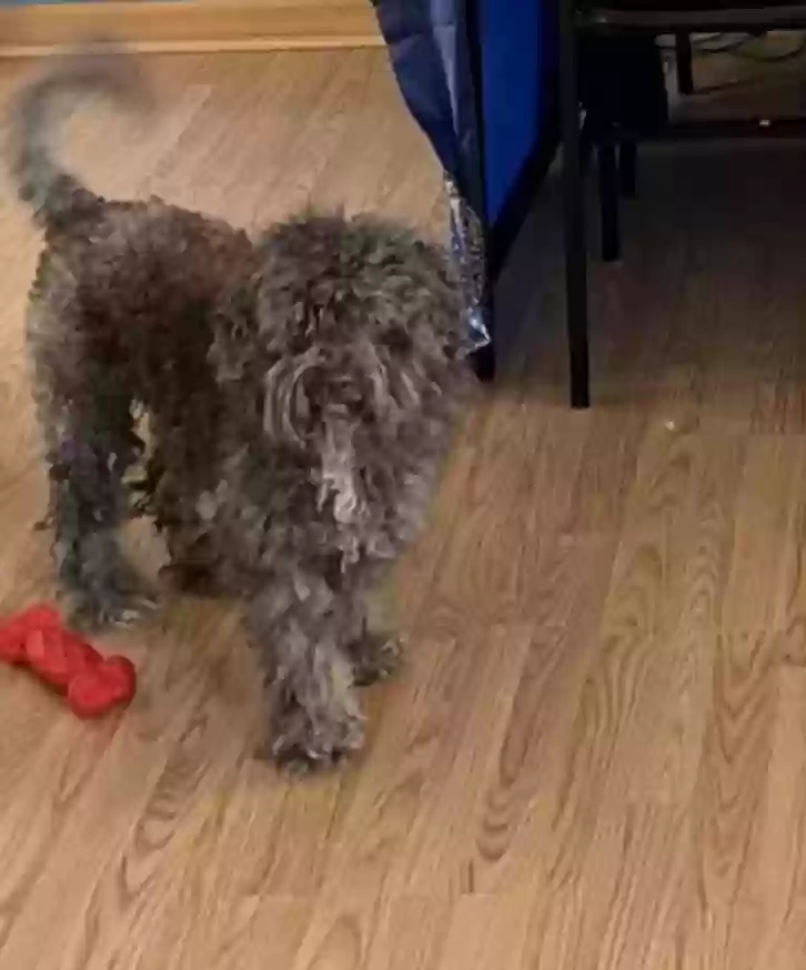 Lost dog in Bowie, MD, 20716