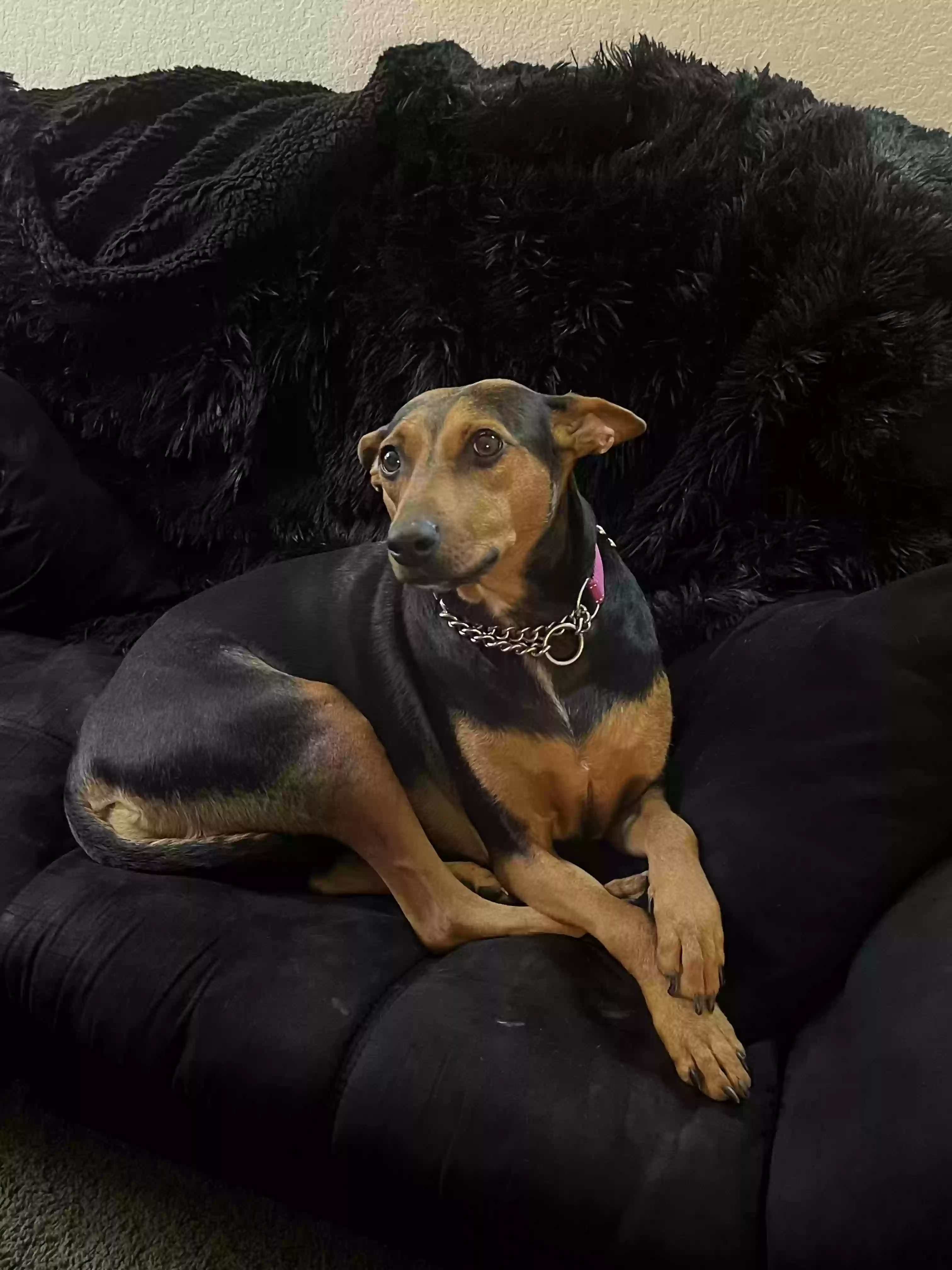 Lost dog in Austin, TX, 78723