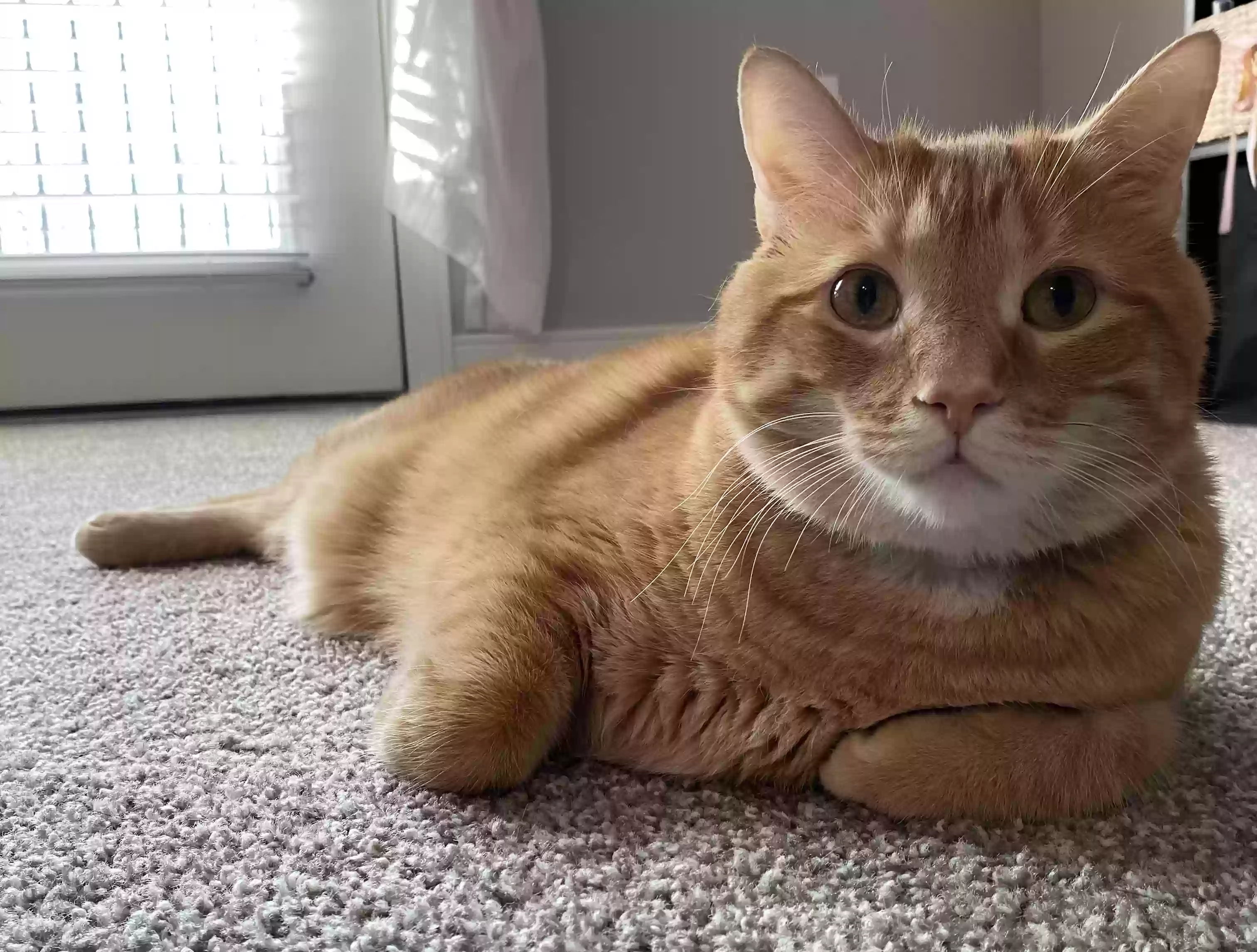 Lost cat in Dayton, OH, 45449