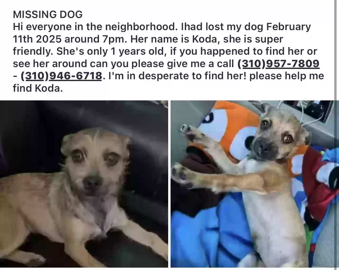 Lost dog in North Hollywood, CA, 91602