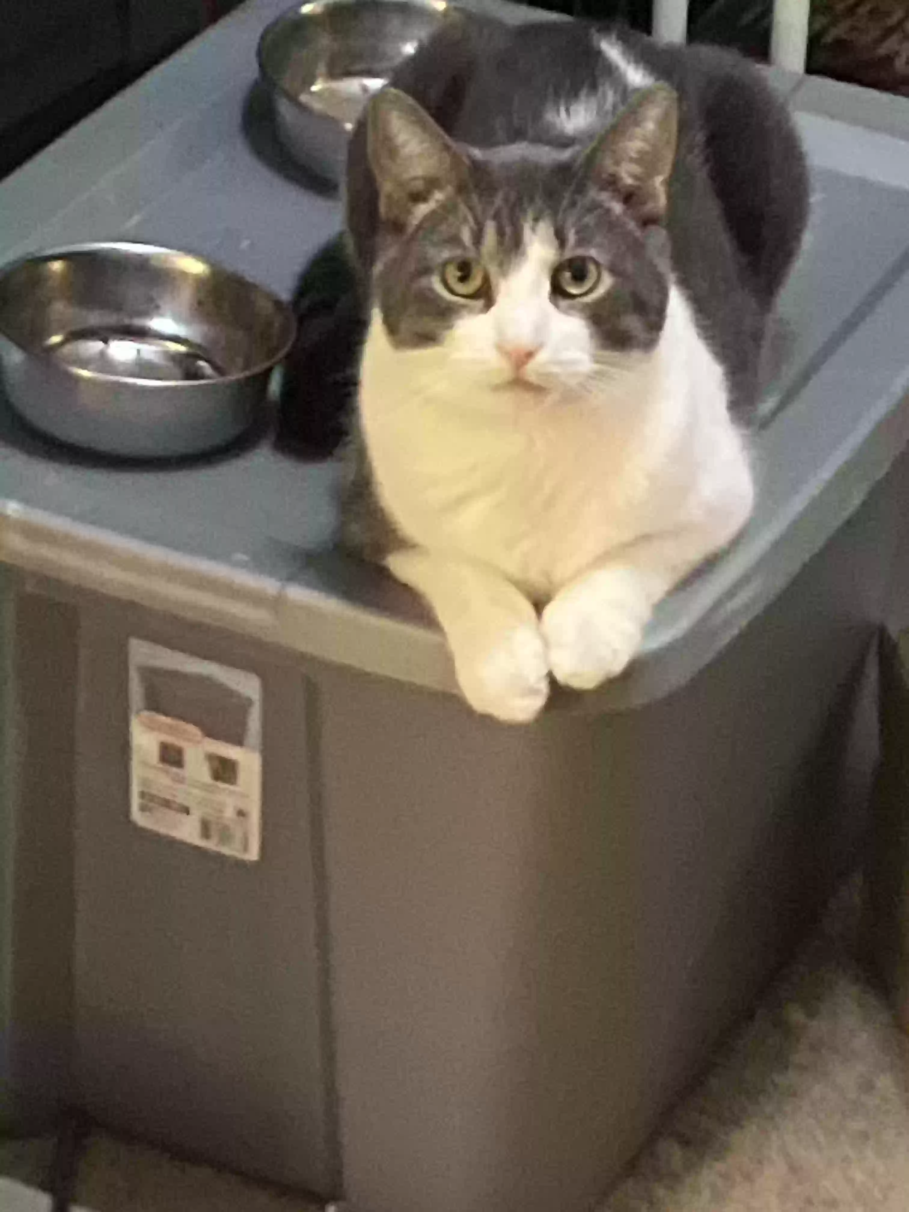 Lost cat in Toledo, OH, 43615