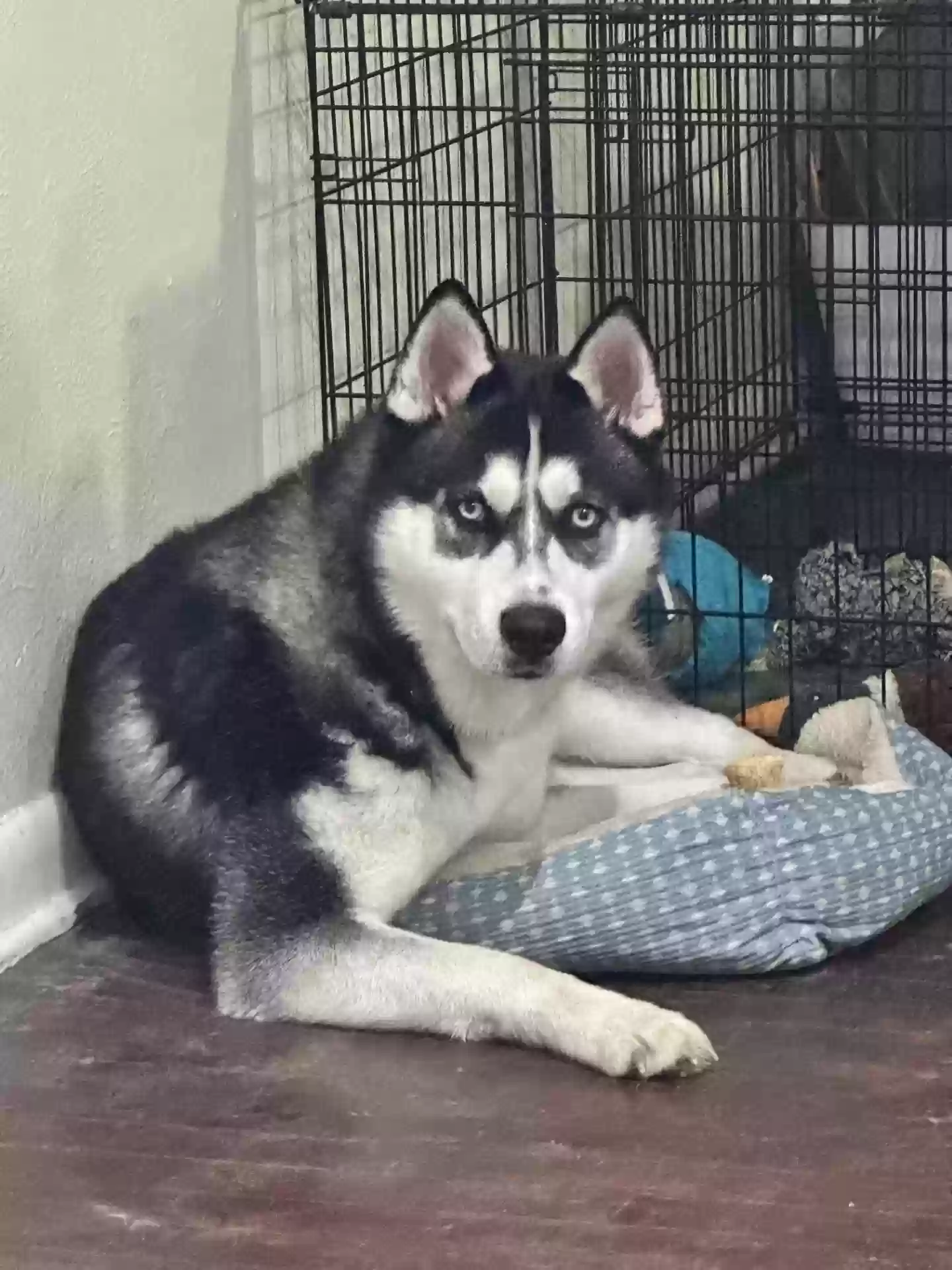 Lost dog in Dallas, TX, 75229