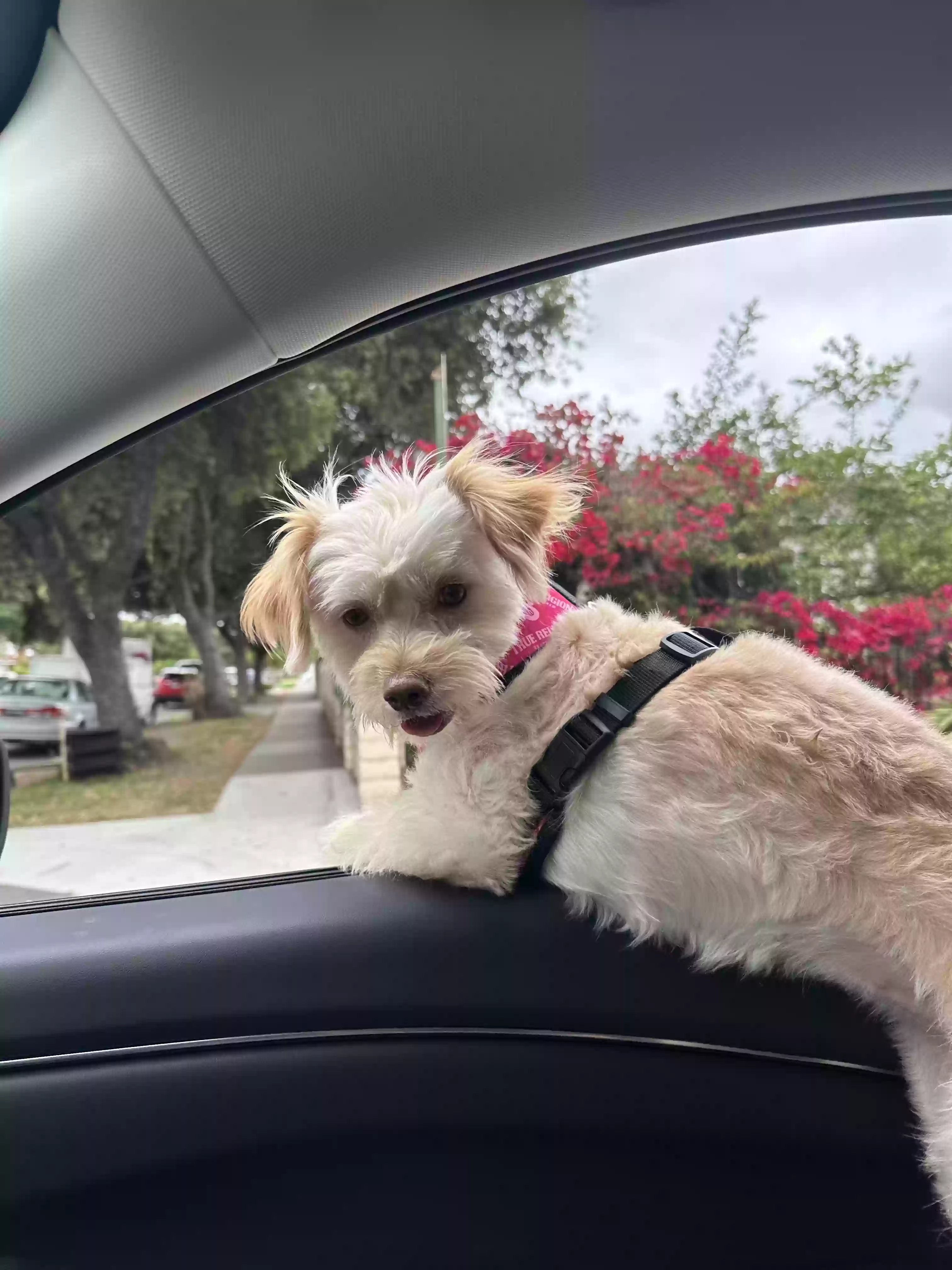 Lost dog in Santa Ana, CA, 92707
