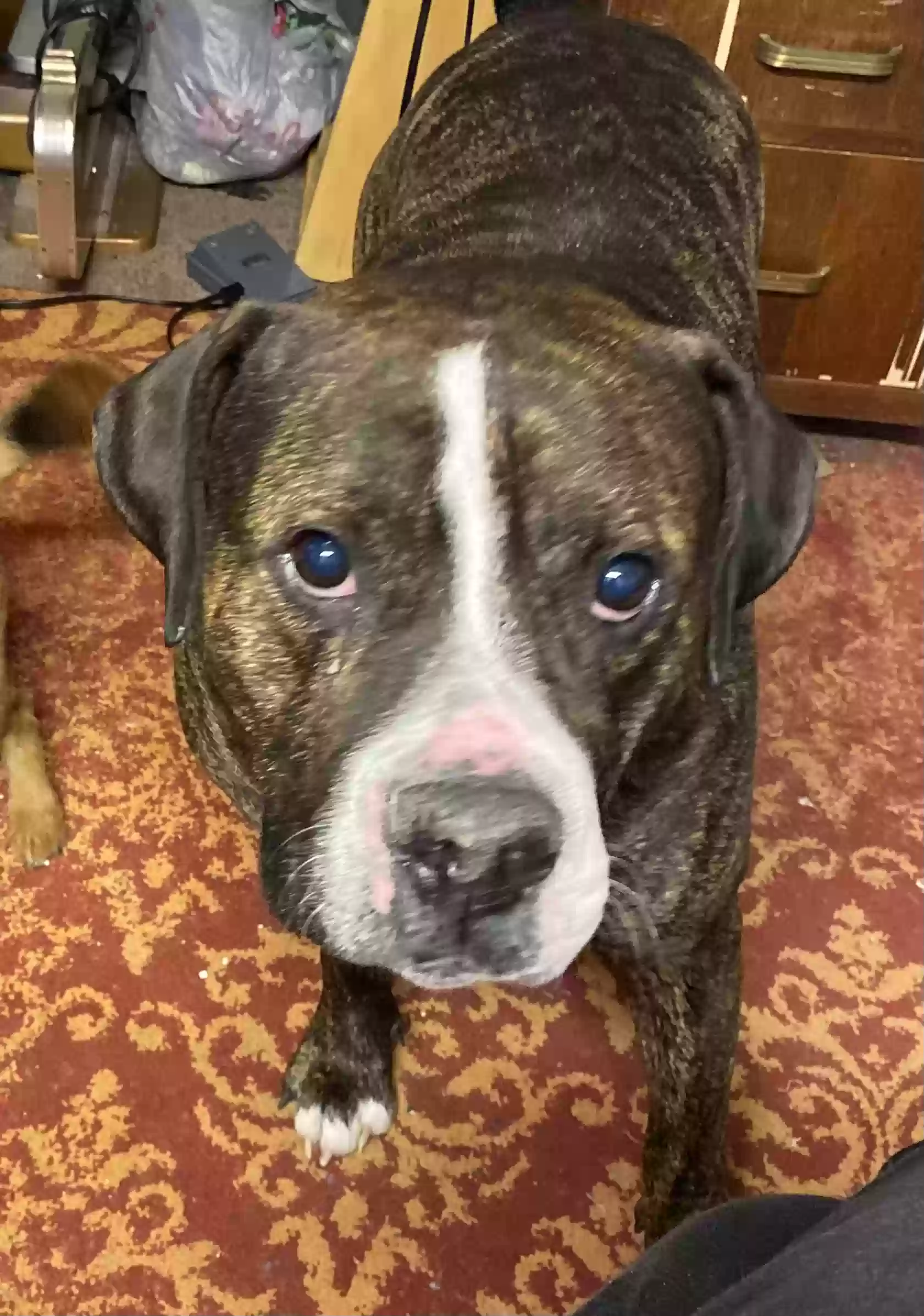 Lost dog in Columbus, OH, 43213