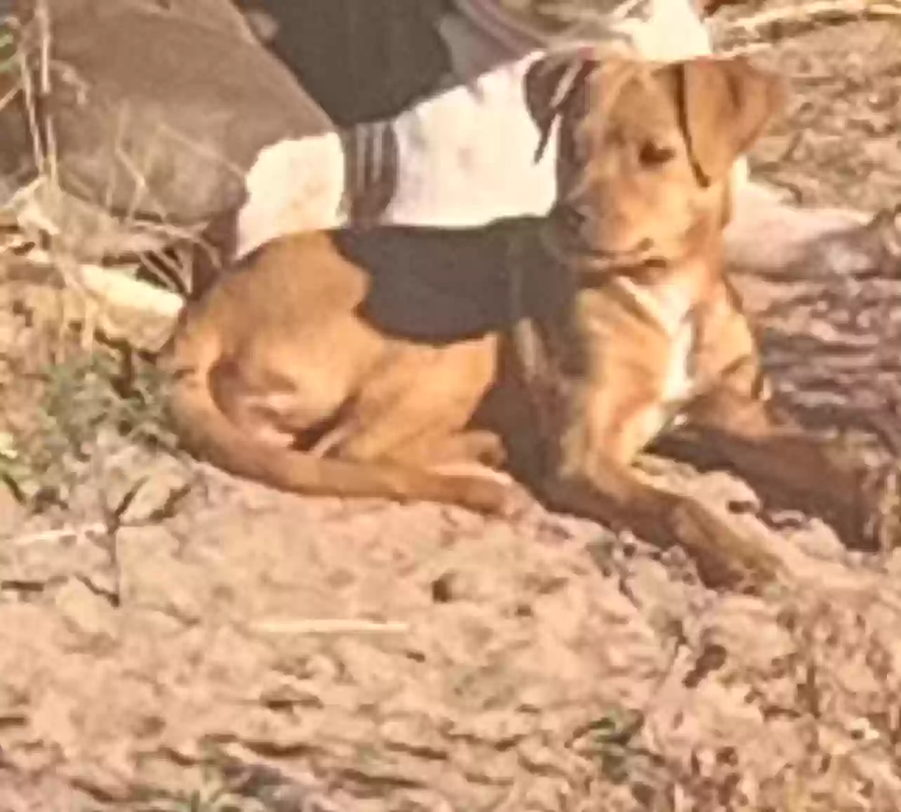 Lost dog in Belen, NM, 87002