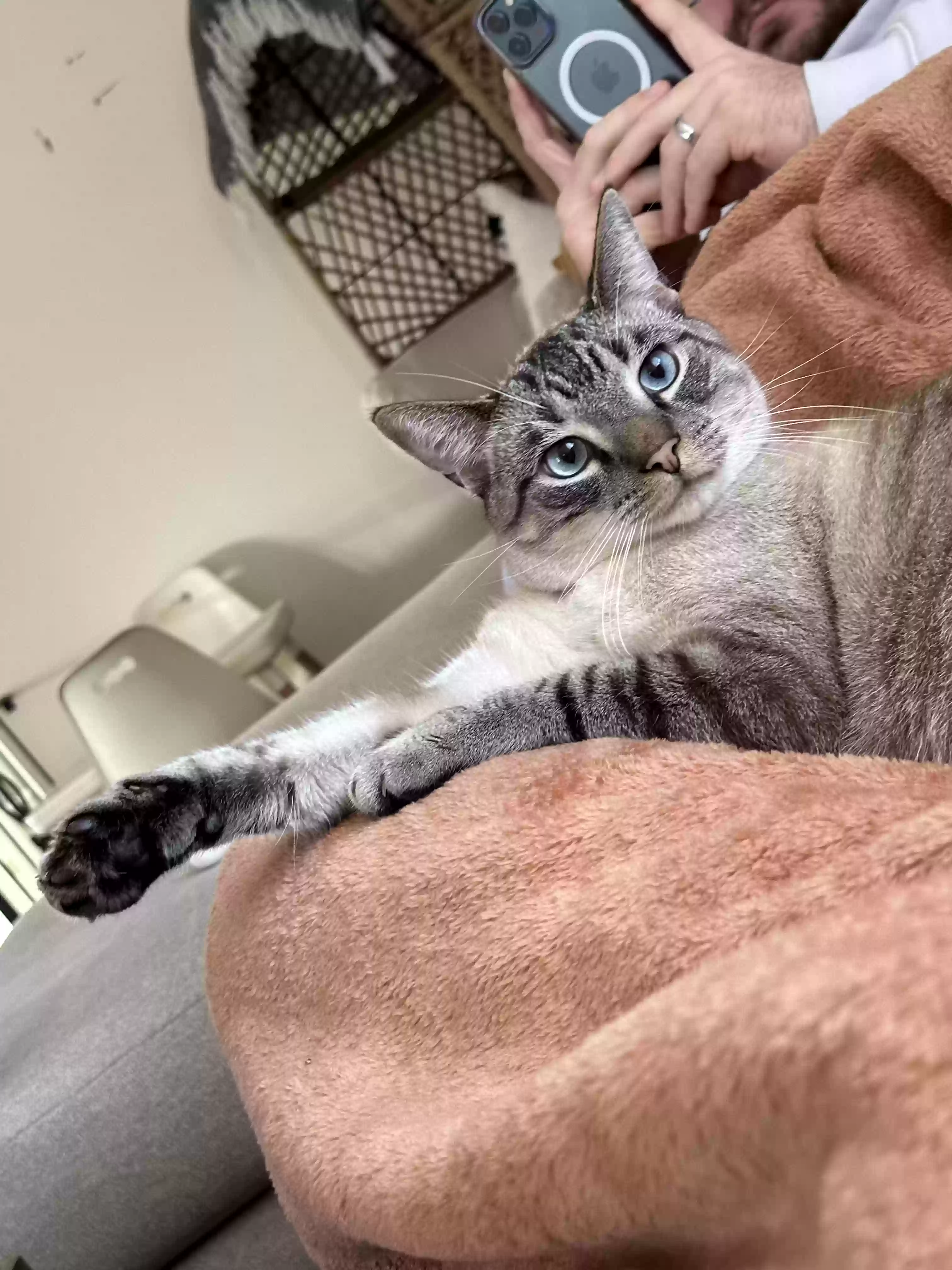Lost cat in Batesburg, SC, 29006