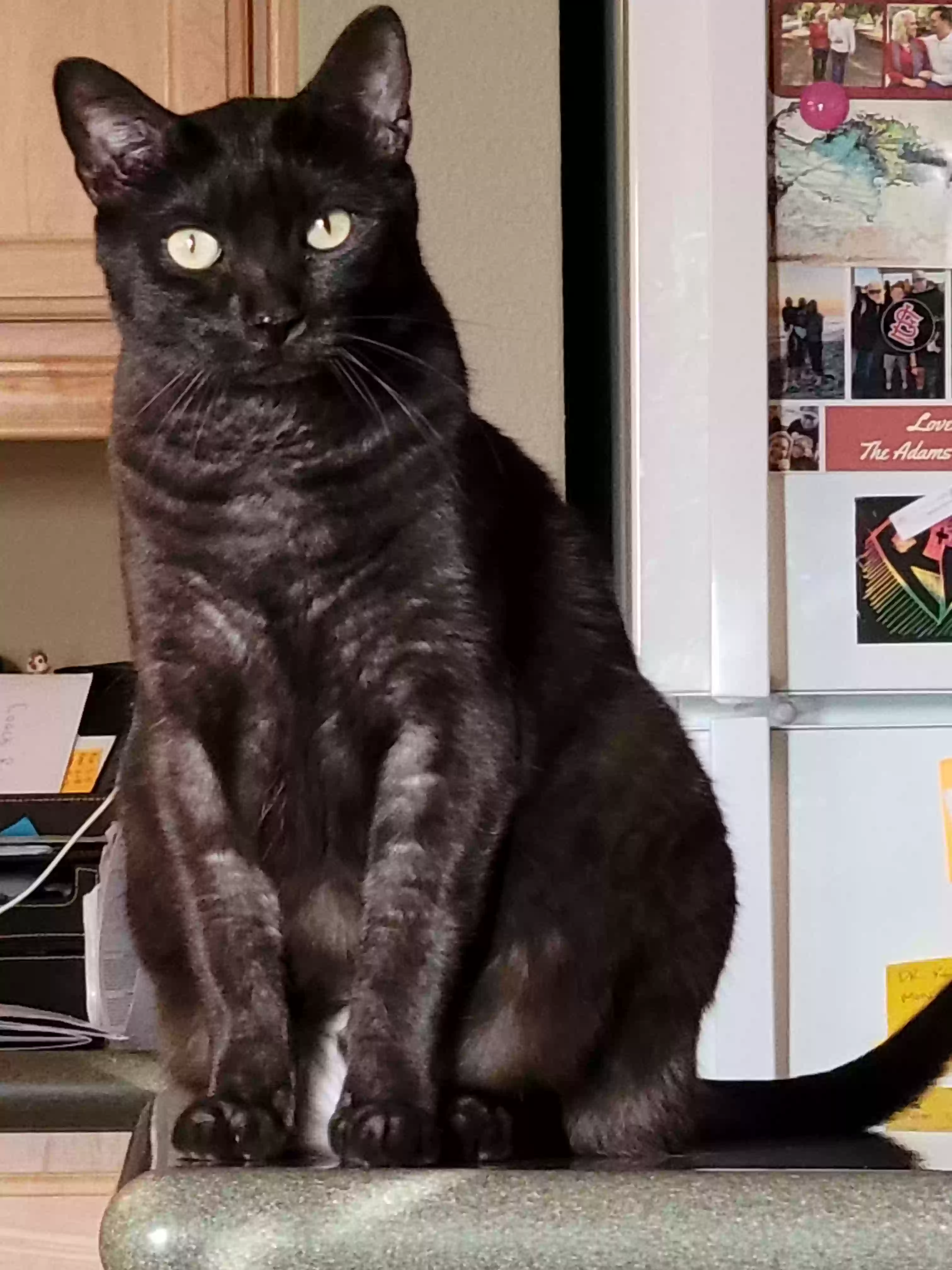 Lost cat in Palm Desert, CA, 92260