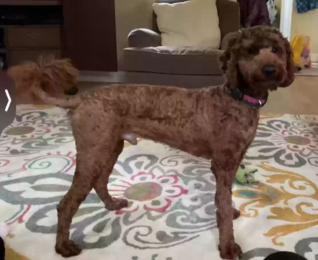 Lost dog in Littleton, CO, 80126