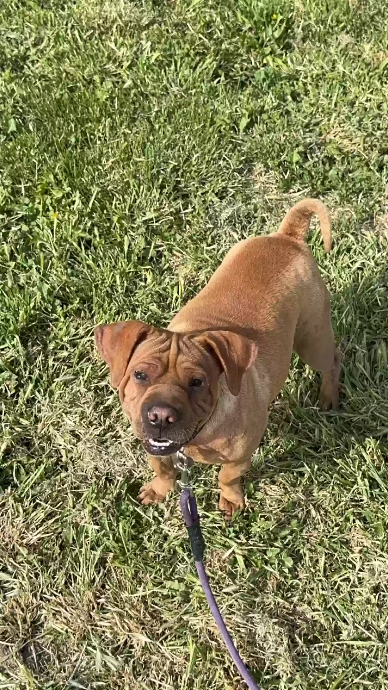Lost dog in Salt Lake City, UT, 84116