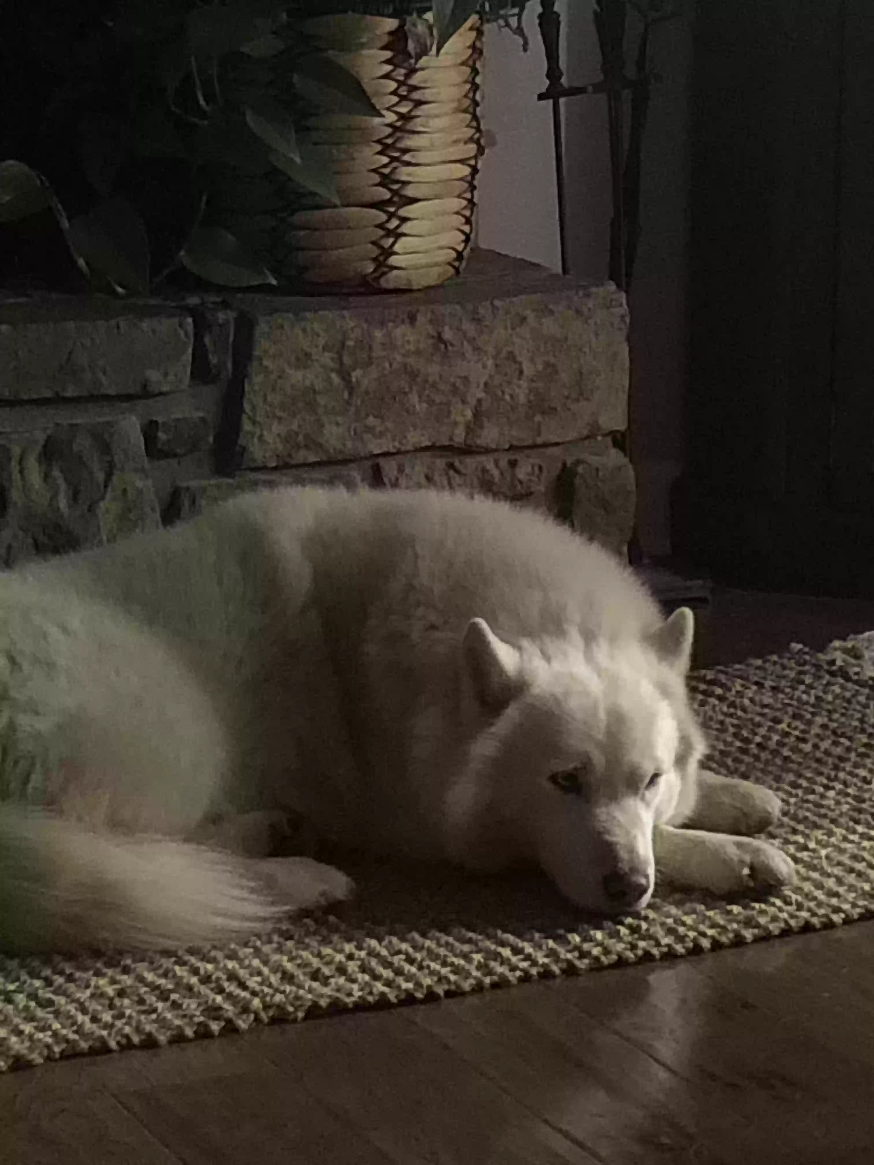 Lost dog in Bigelow, AR, 72016