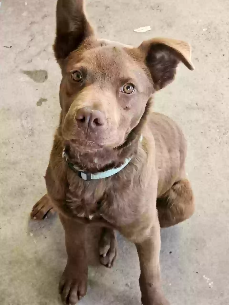Lost dog in Perris, CA, 92571