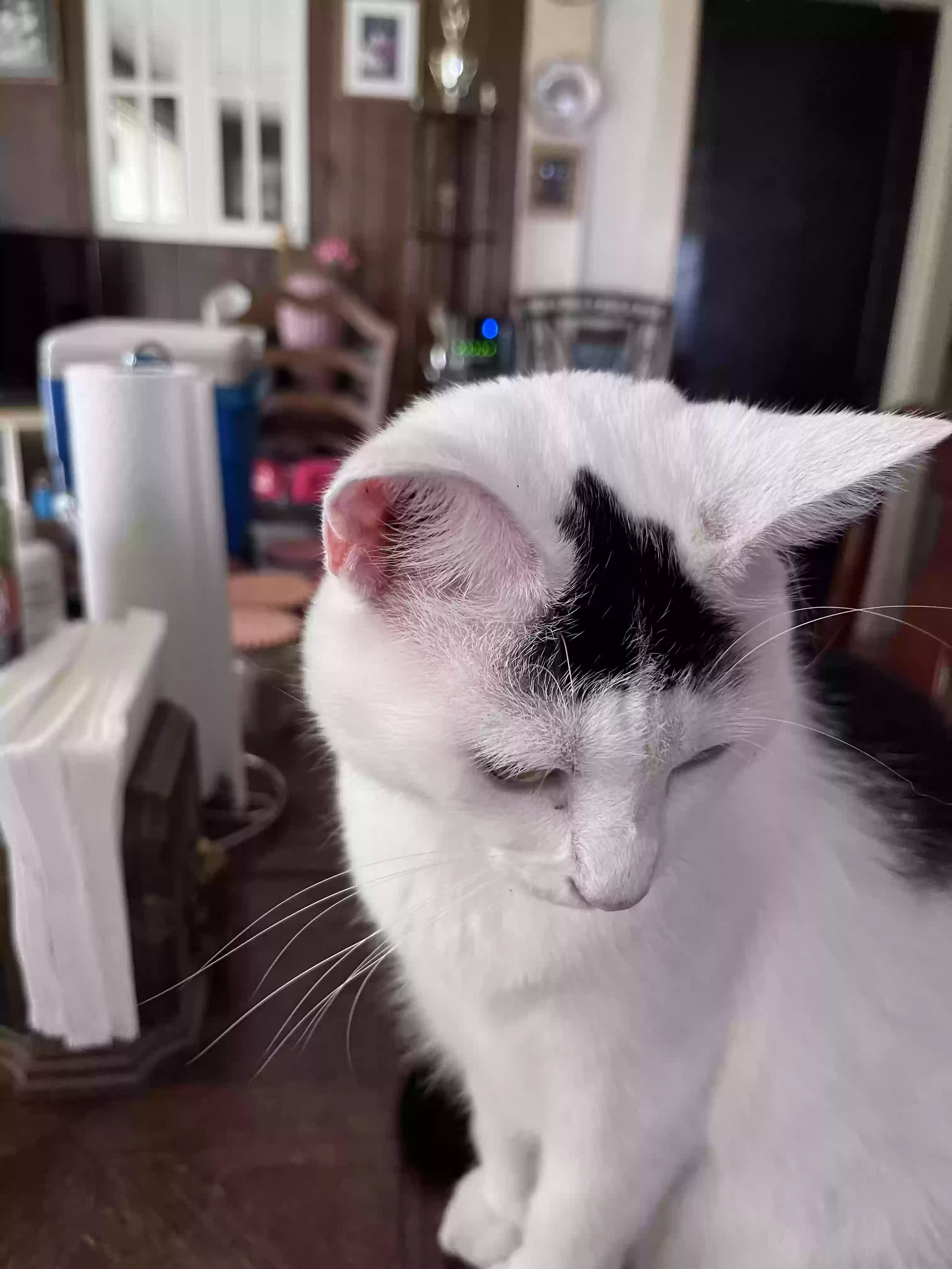 Lost cat in Granite Falls, NC, 28630