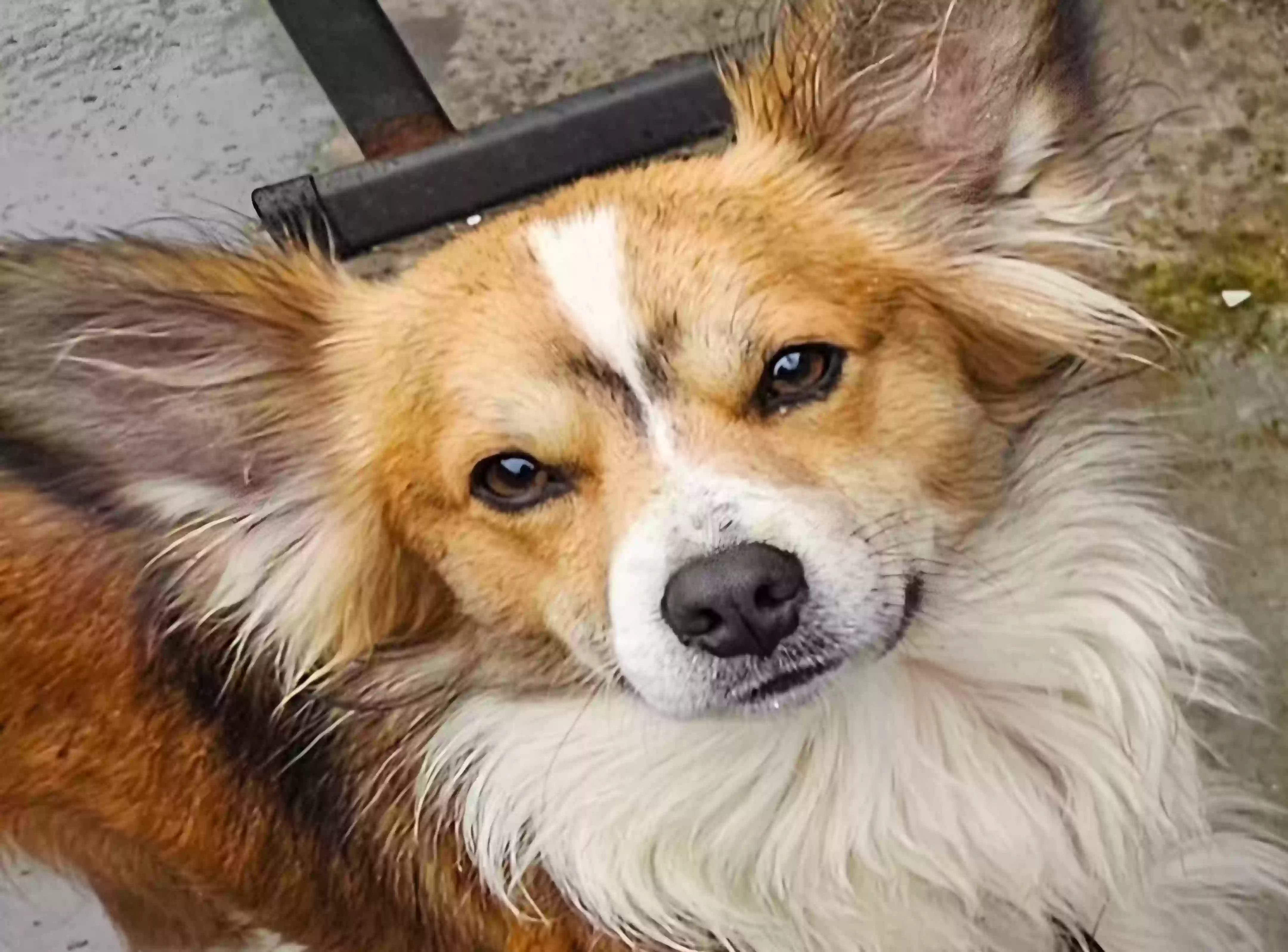Lost dog in Greenfield, CA, 93927