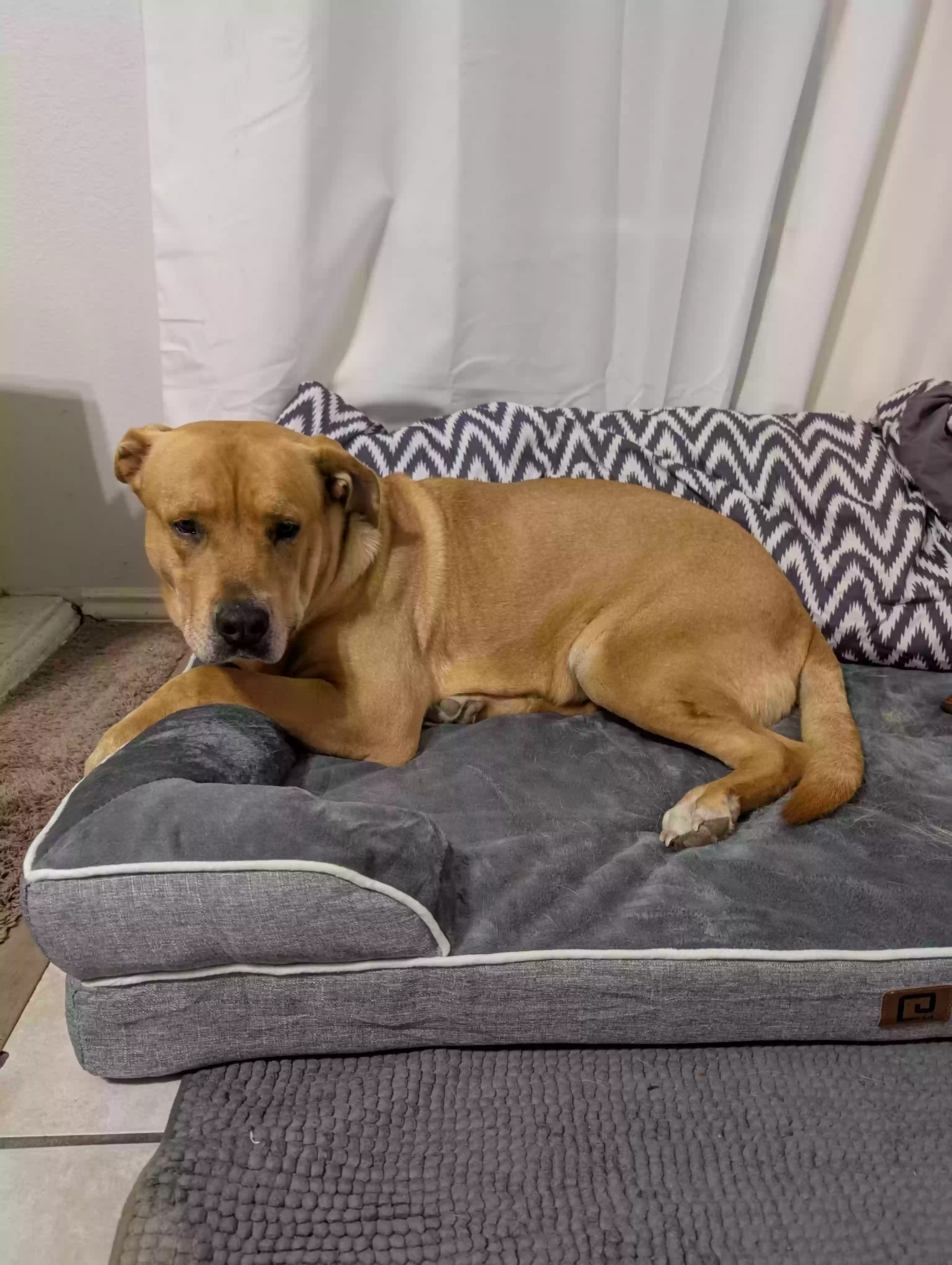 Lost dog in Cedar Park, TX, 78613