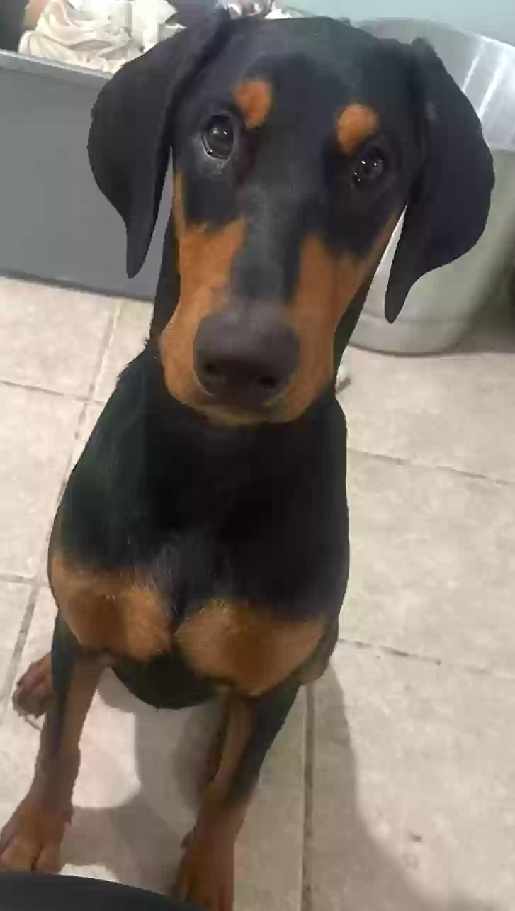 Lost dog in Houston, TX, 77060