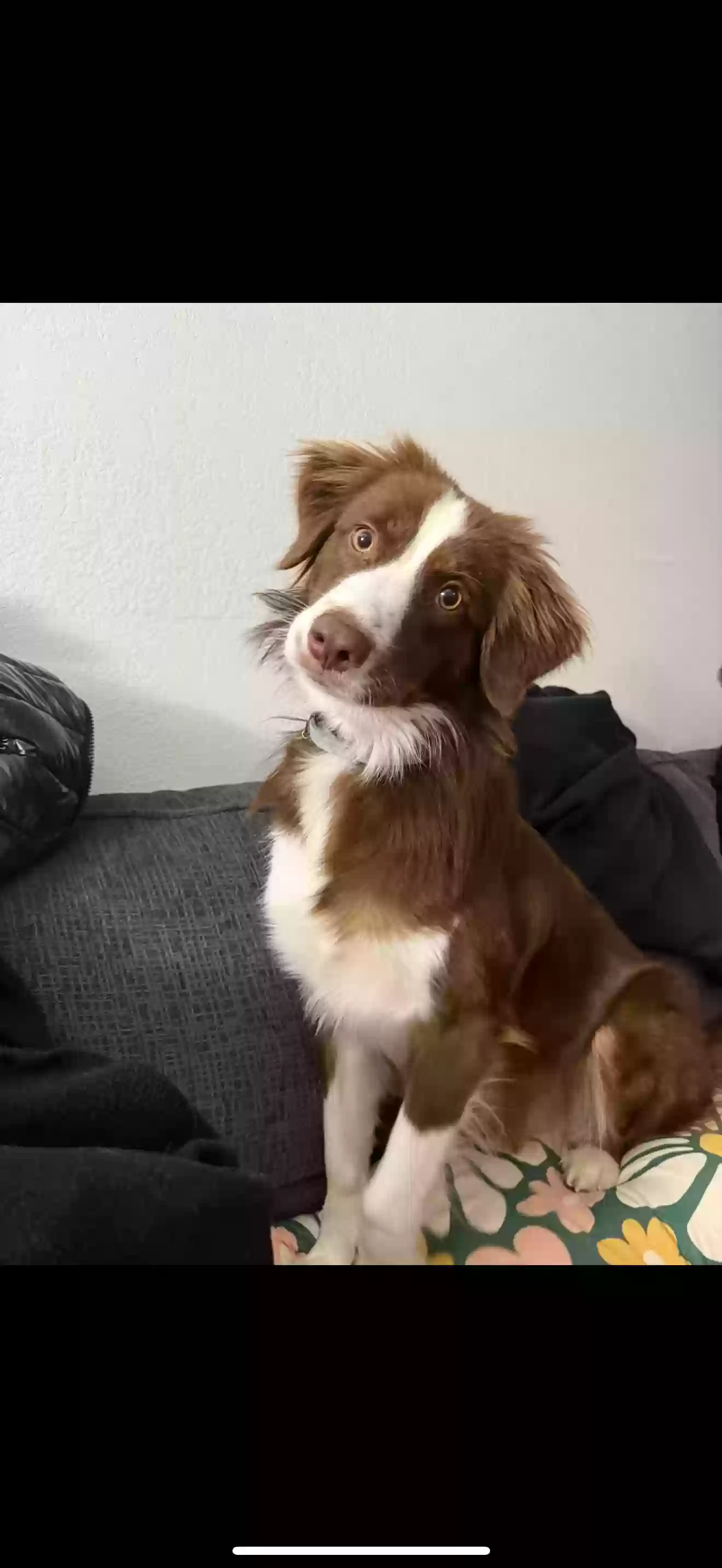Lost dog in Jenks, OK, 74037