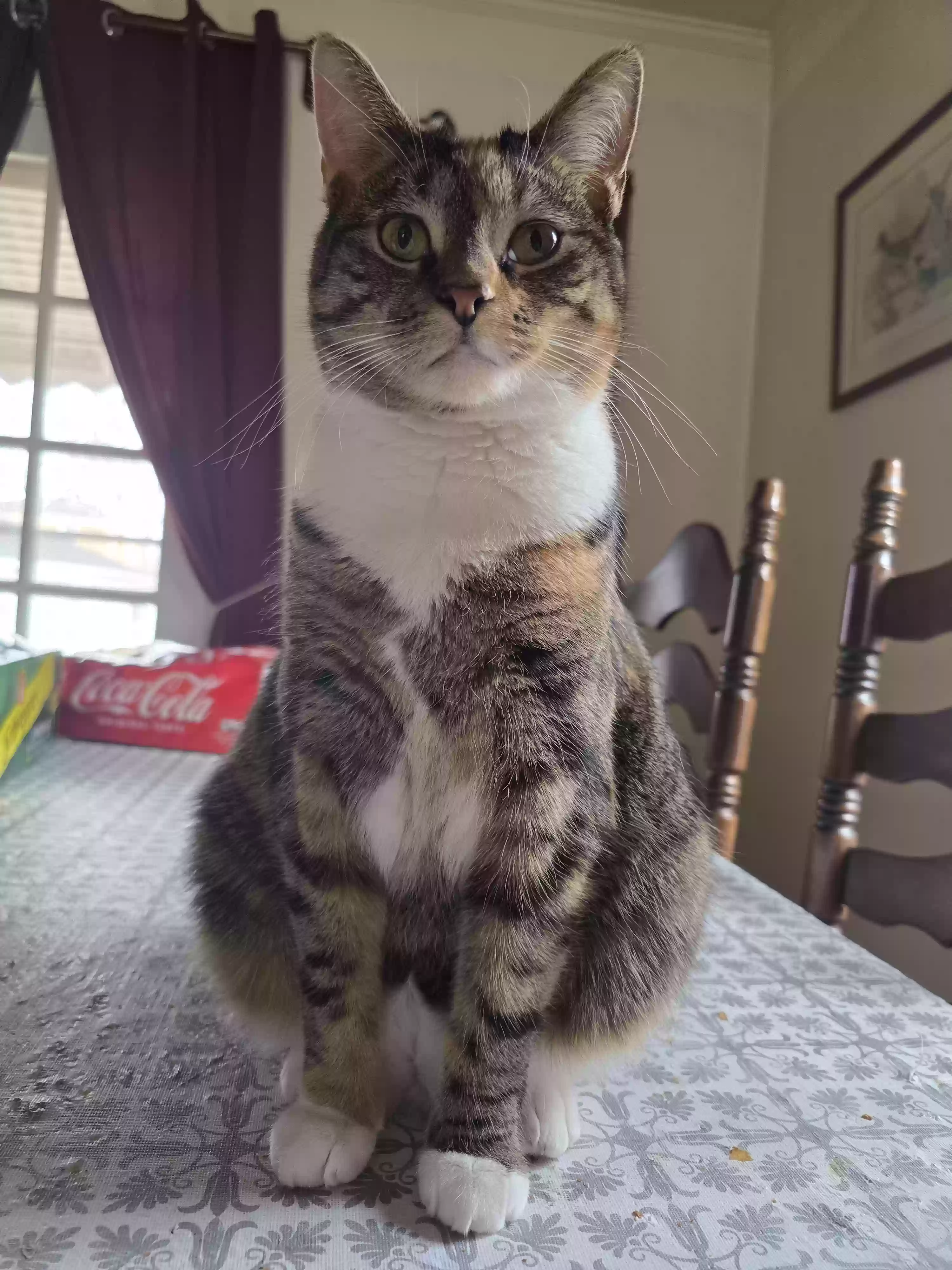 Lost cat in La Grange Park, IL, 60526