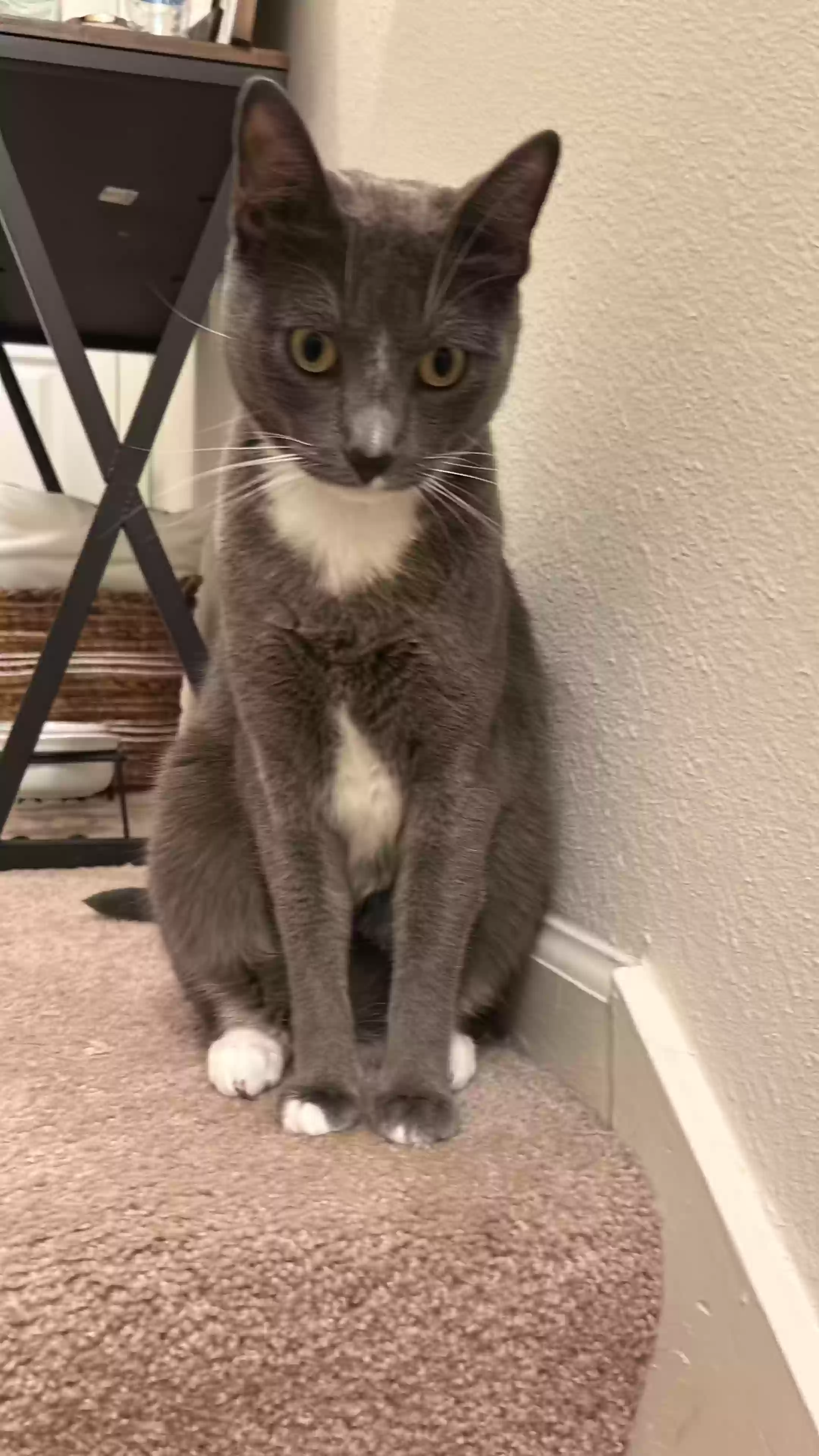 Lost cat in Marietta, GA, 30067