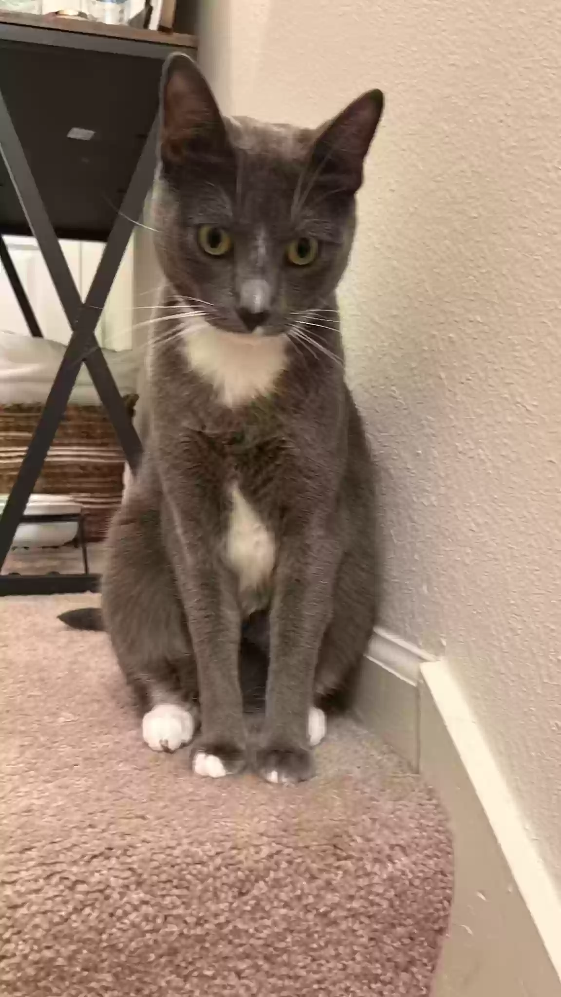 Lost cat in Marietta, GA, 30067
