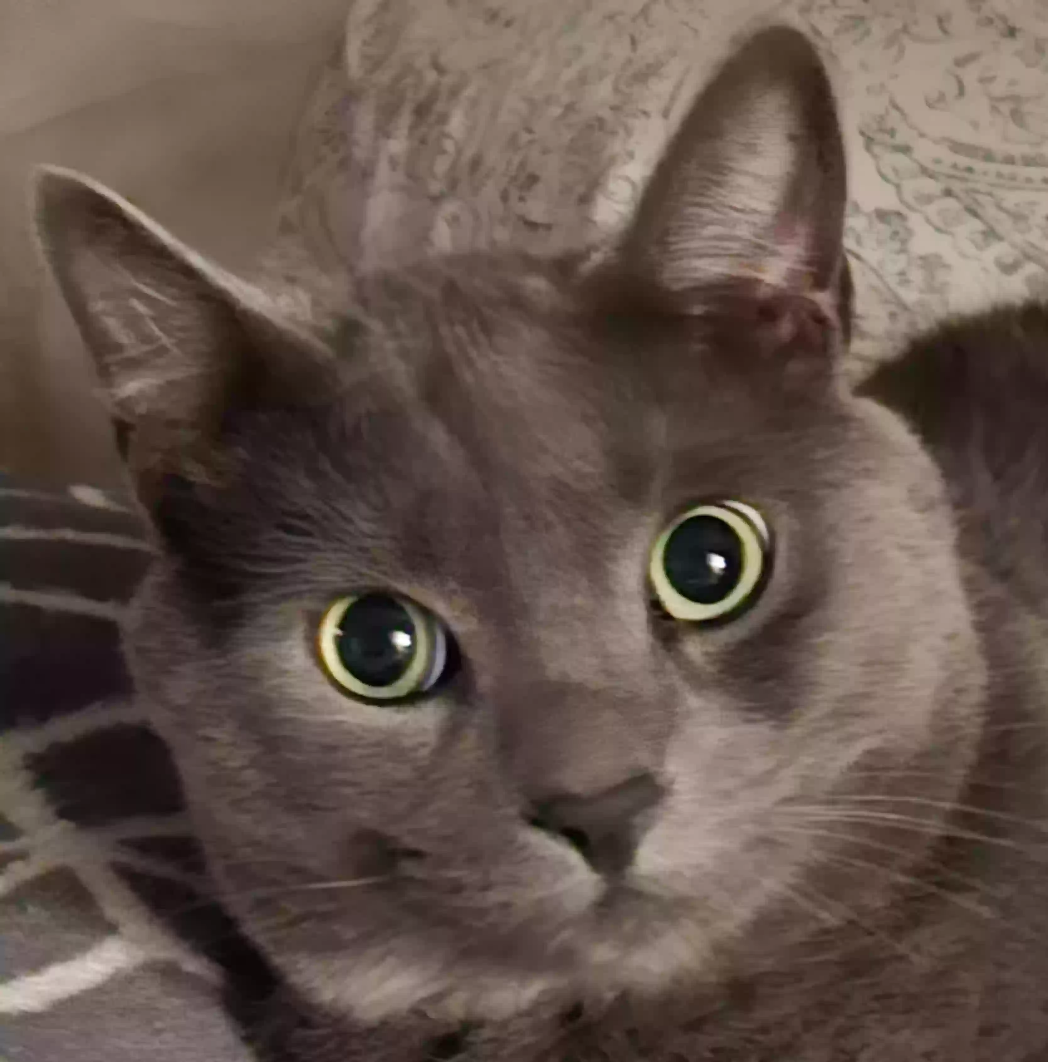 Lost cat in Alhambra, CA, 91801