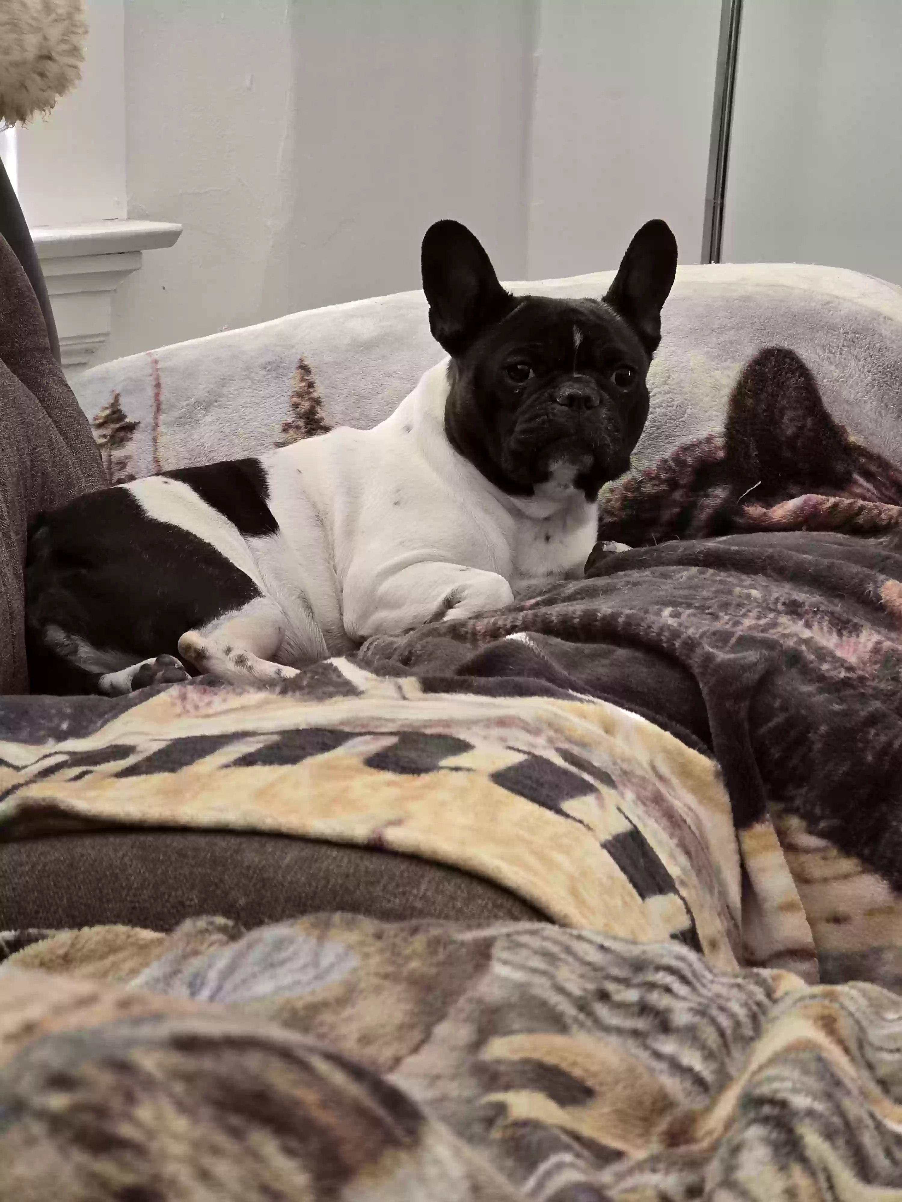 Lost dog in Covington, KY, 41011