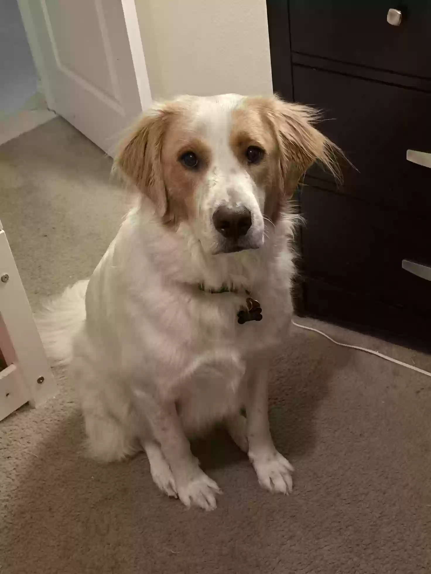 Lost dog in Lancaster, TX, 75134