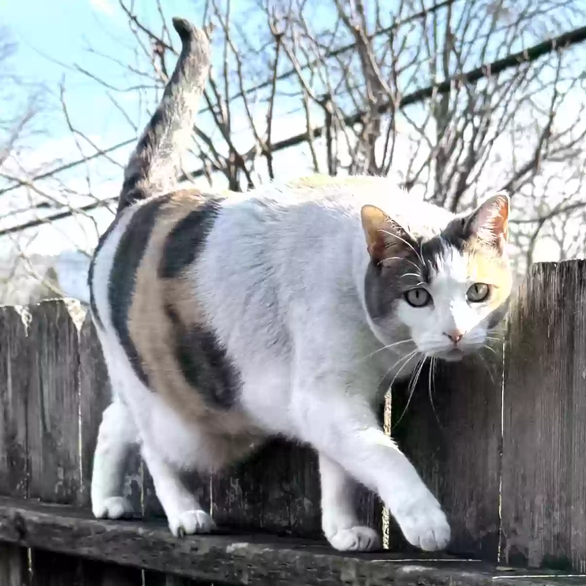 Lost cat in Santa Rosa, CA, 95405