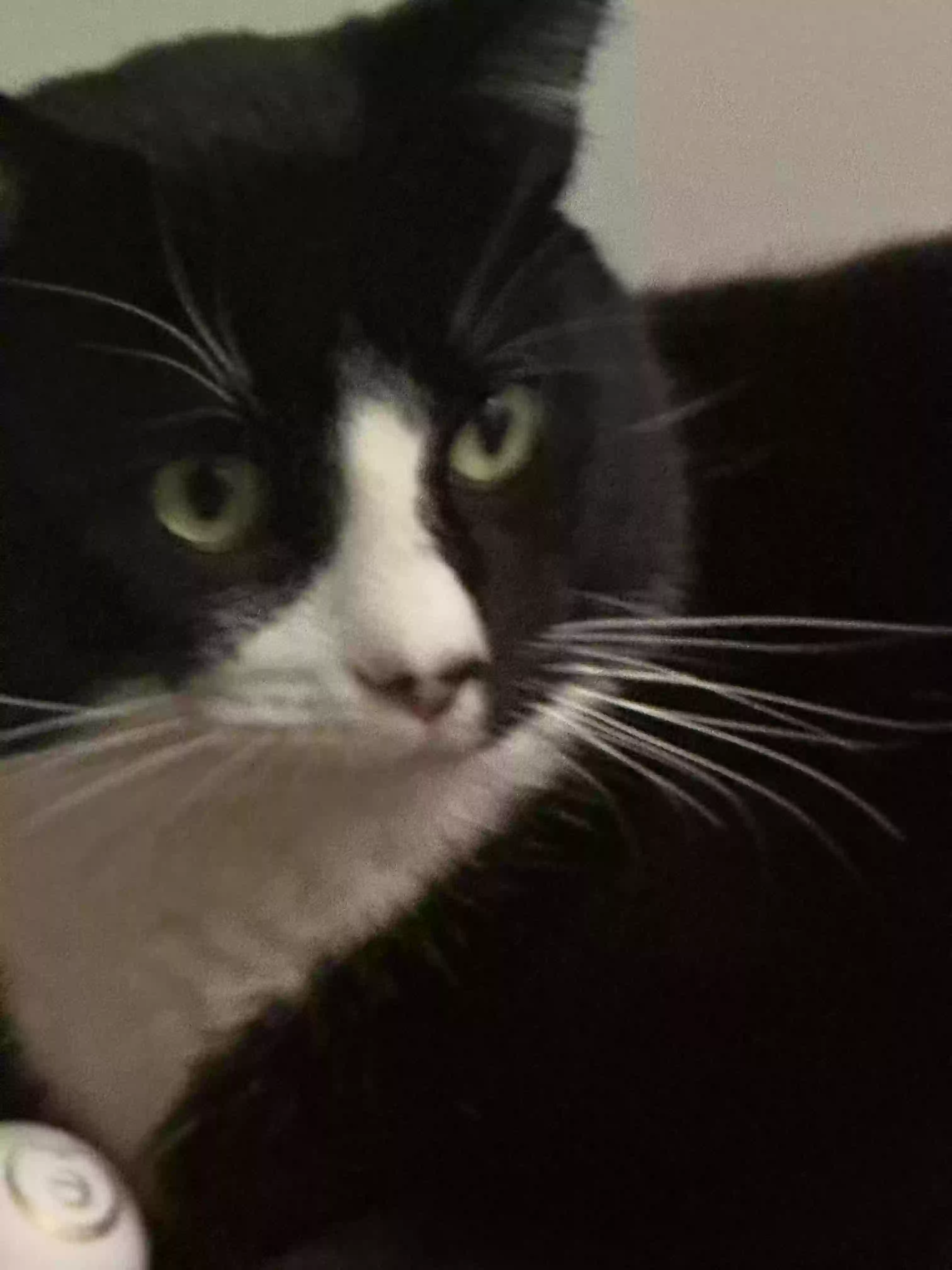 Lost cat in Granite Bay, CA, 95746