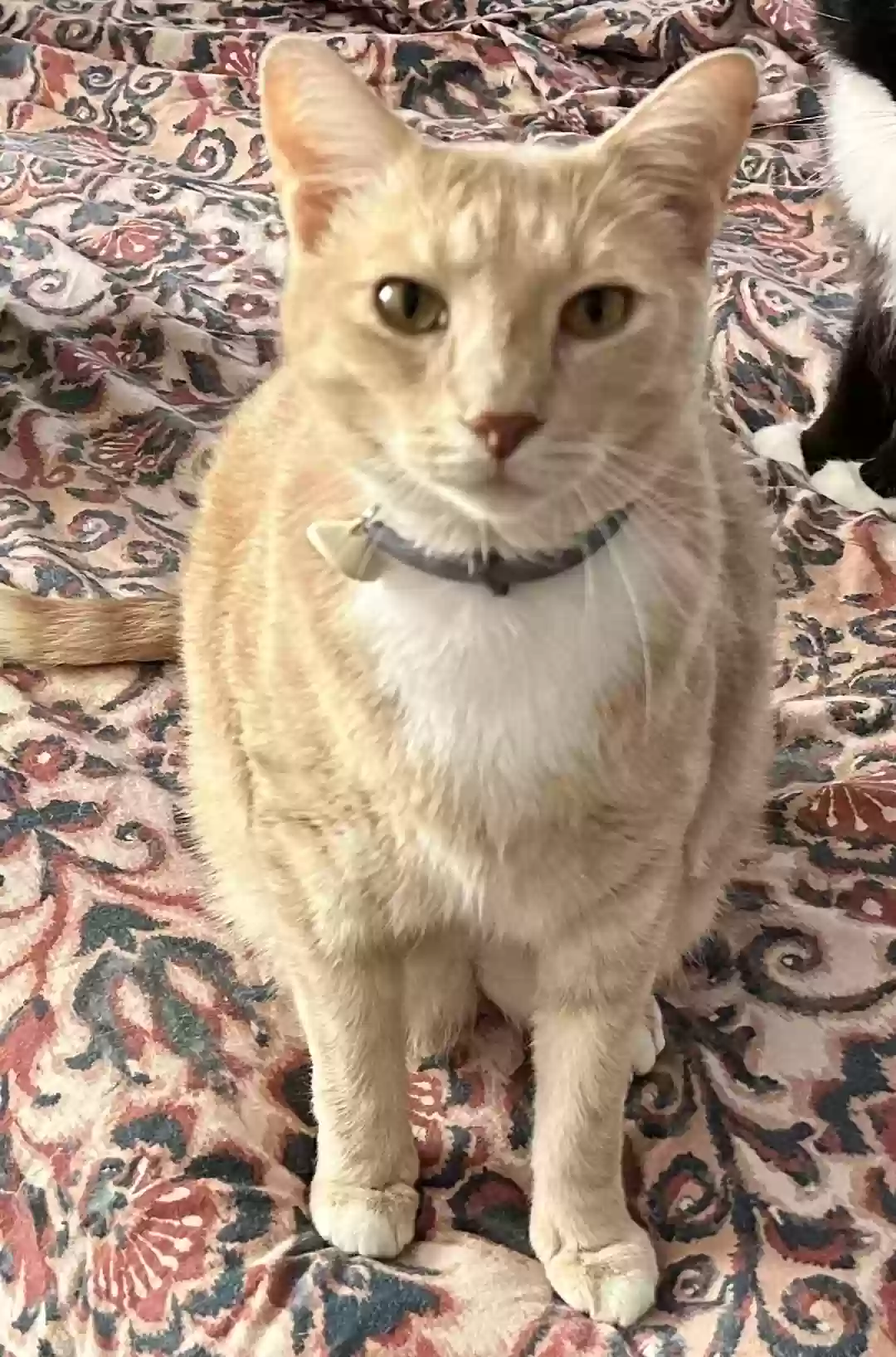 Lost cat in Williamsburg, VA, 23185