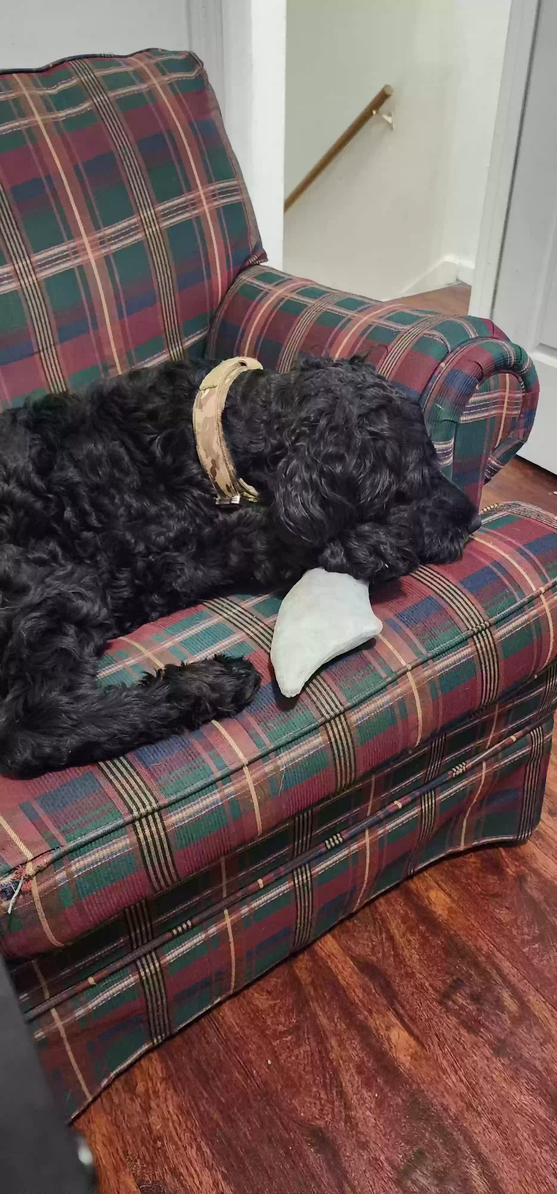Lost dog in Lafayette, LA, 70506