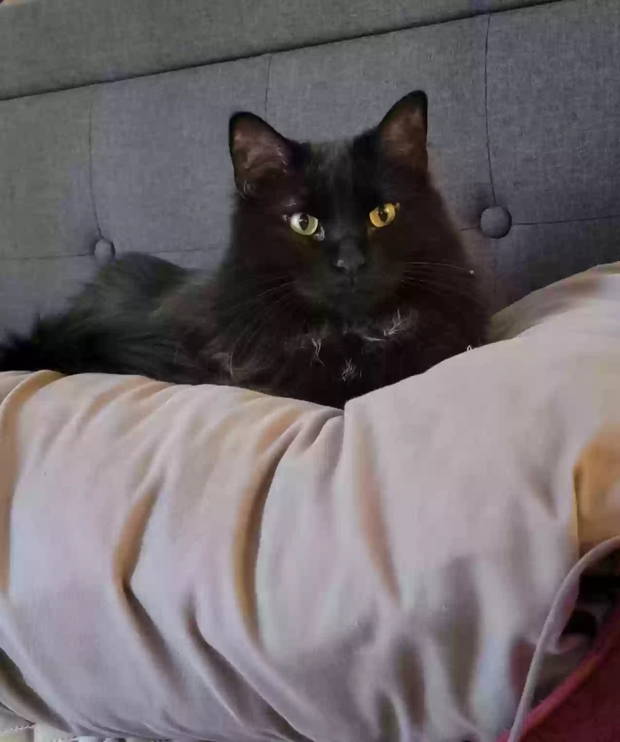 Lost cat in Saint Paul, MN, 55119