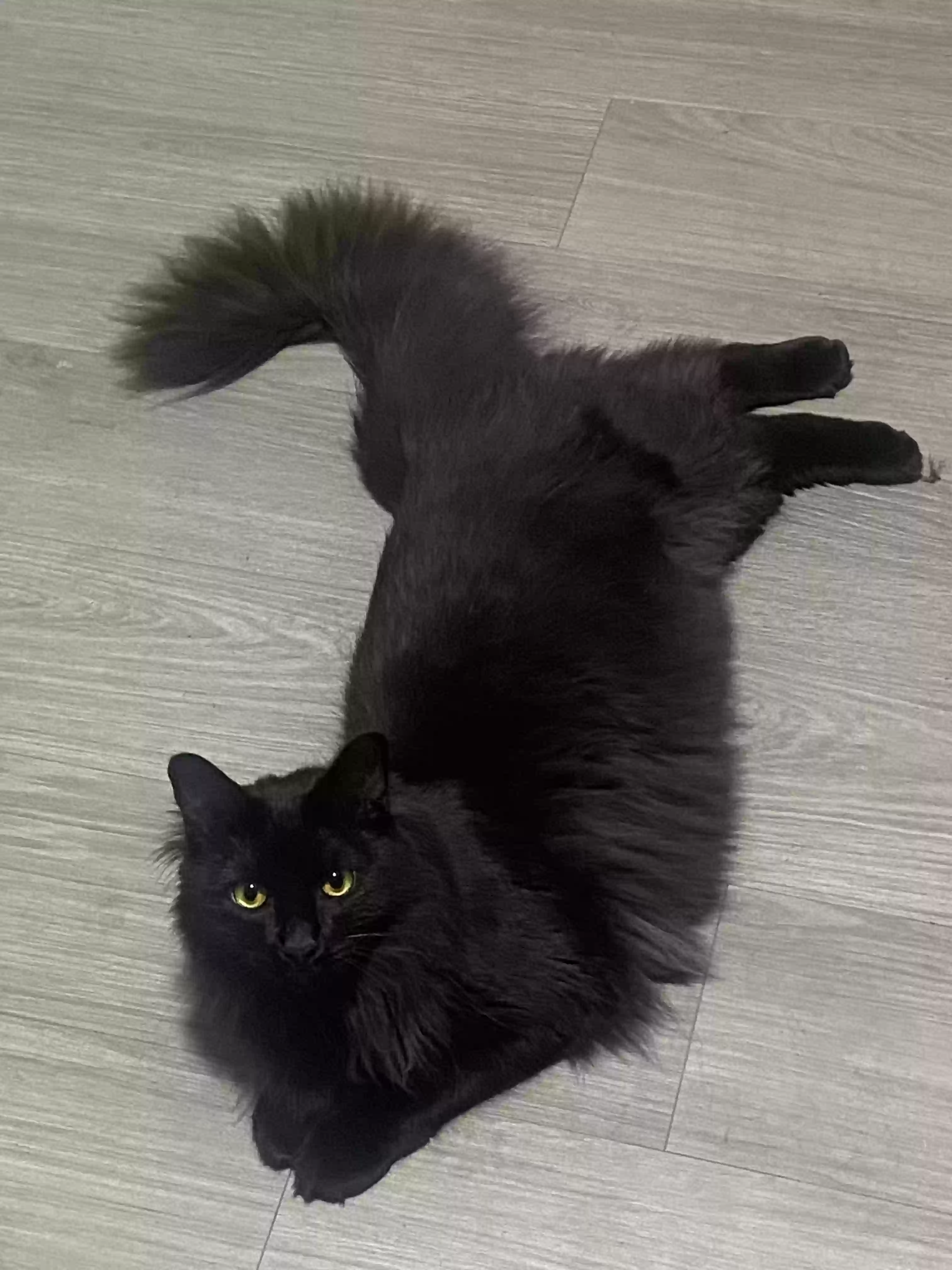 Lost cat in Houston, TX, 77029