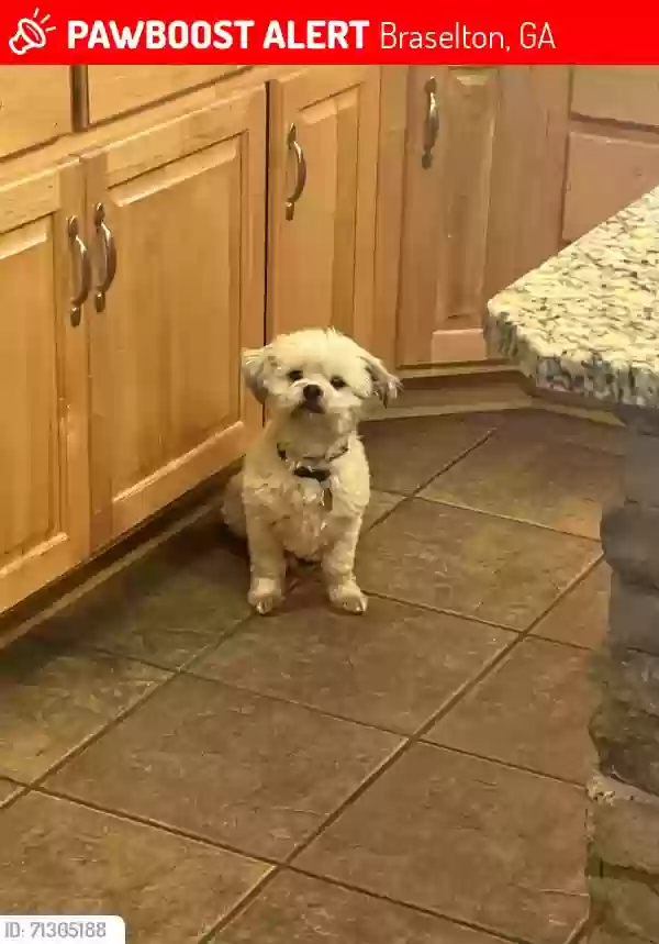 Lost dog in Braselton, GA, 30517