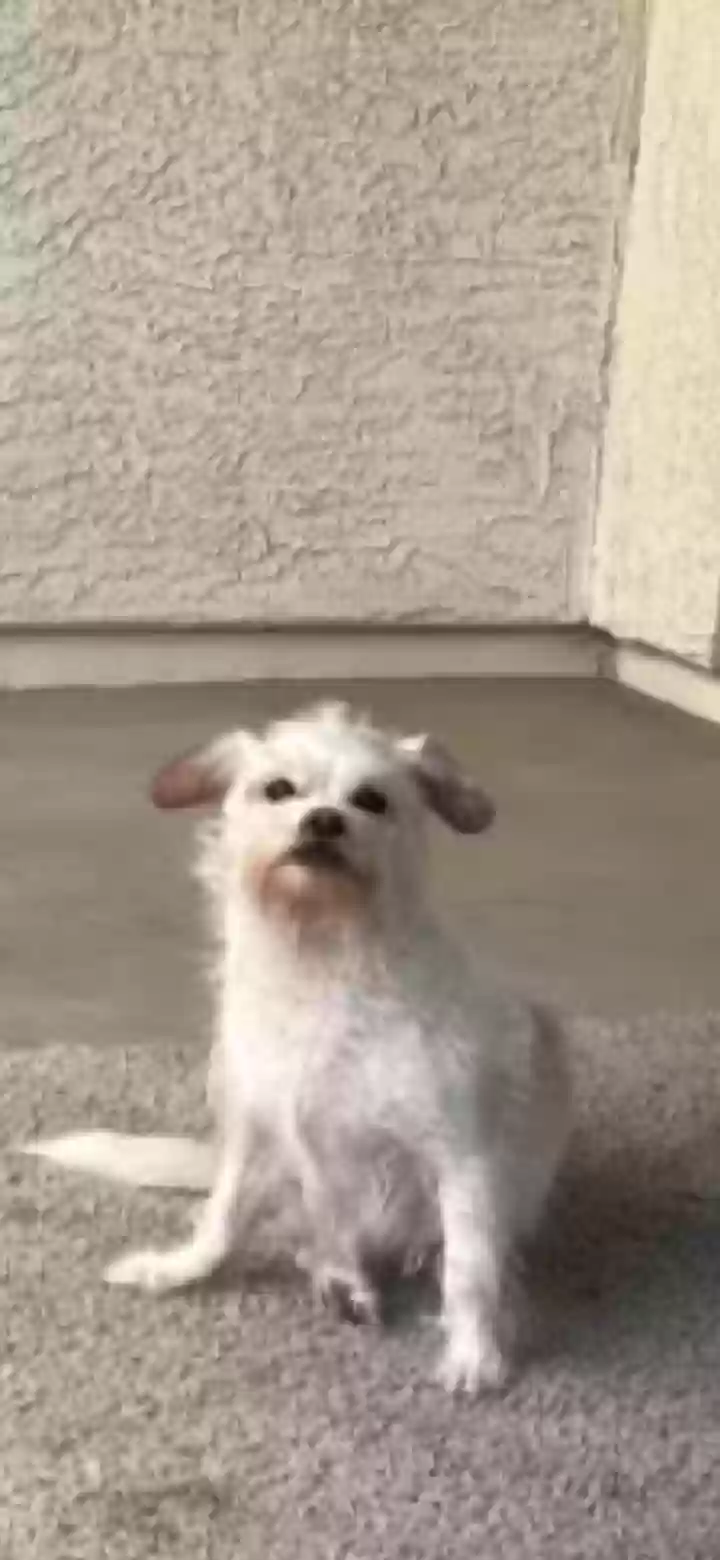 Lost dog in Phoenix, AZ, 85037