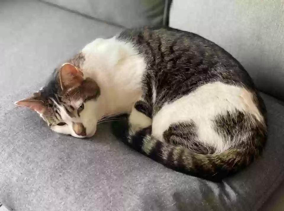 Lost cat in Gilbert, AZ, 85298