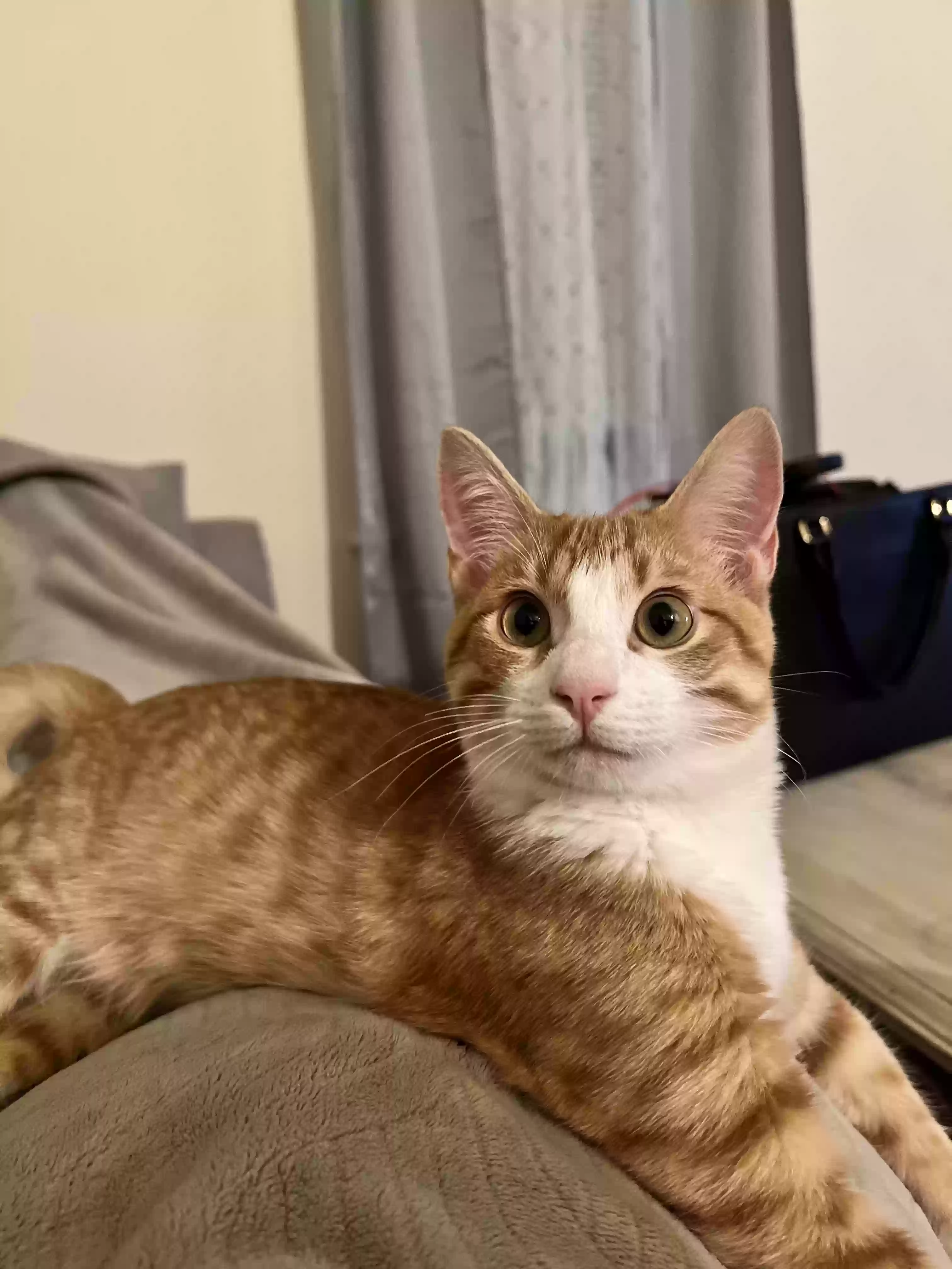 Lost cat in Conway, AR, 72034