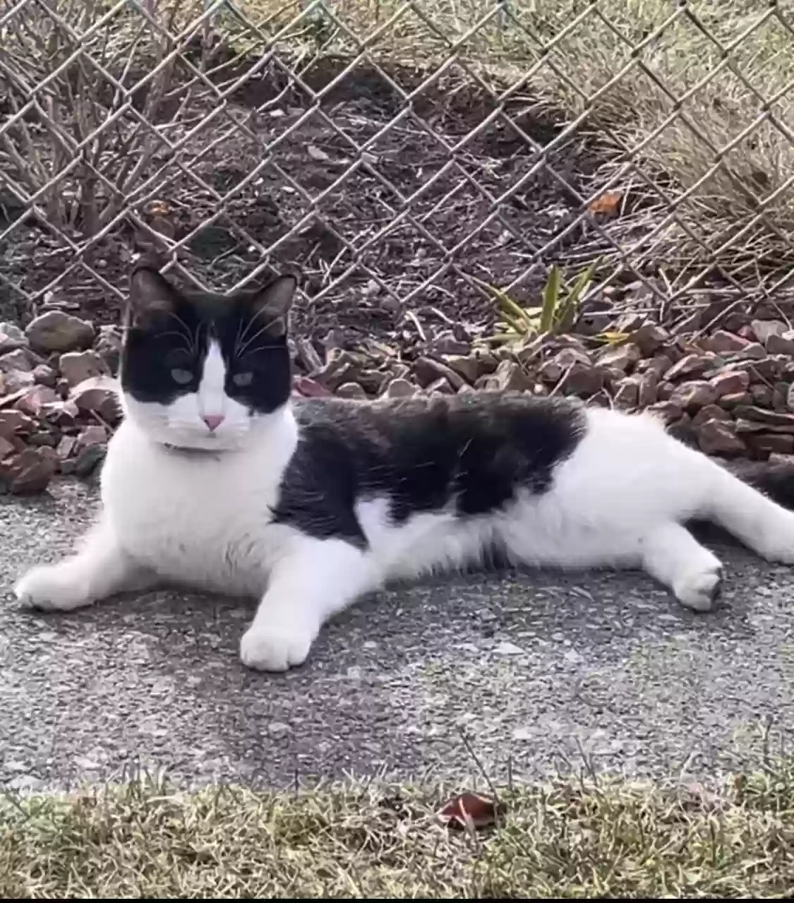 Lost cat in Chicago, IL, 60638