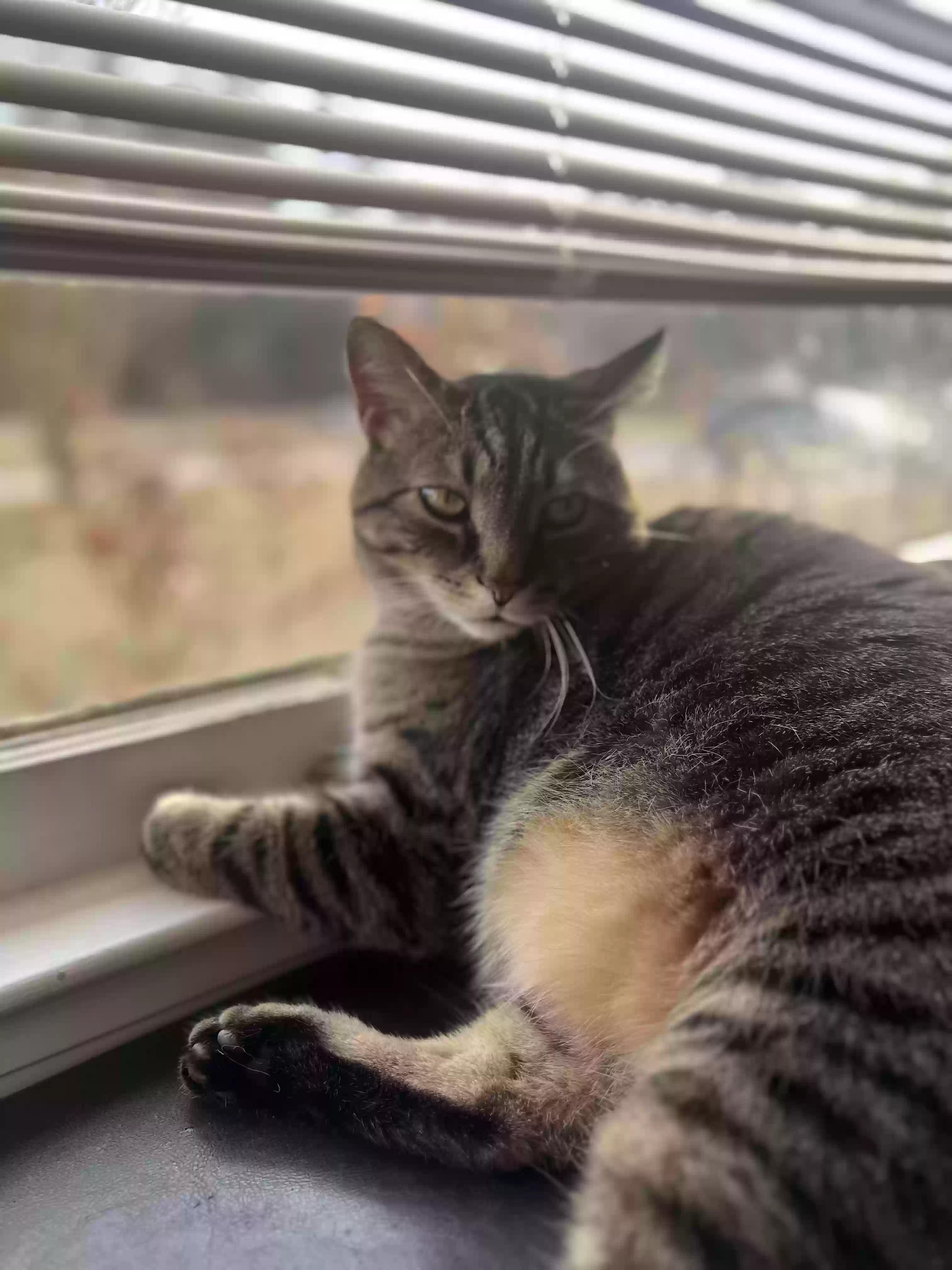 Lost cat in Chester, VA, 23831