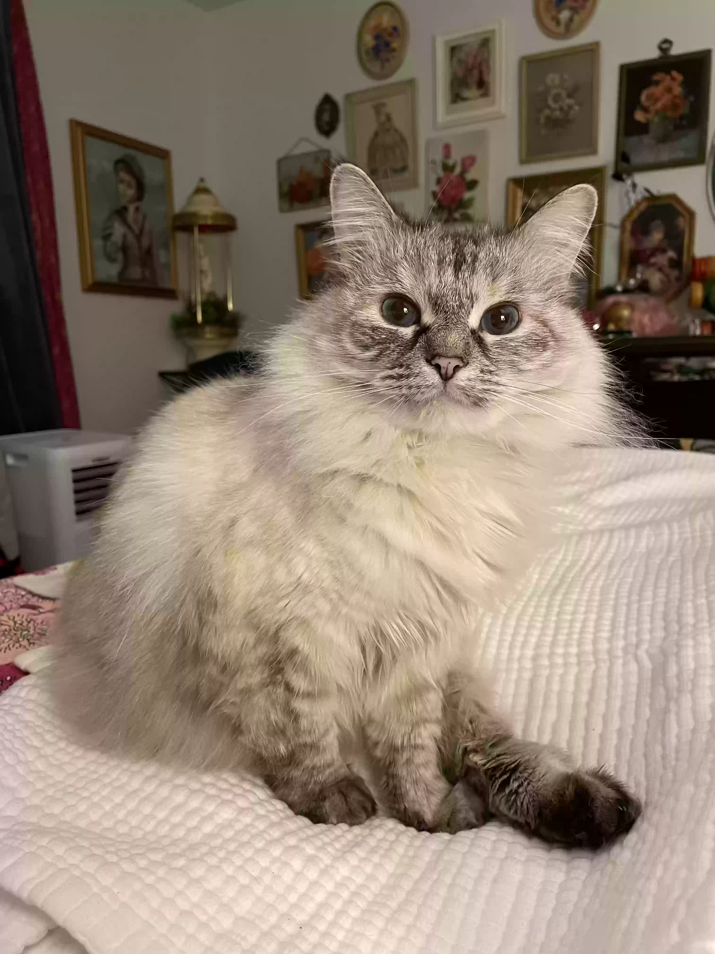 Lost cat in Tacoma, WA, 98408