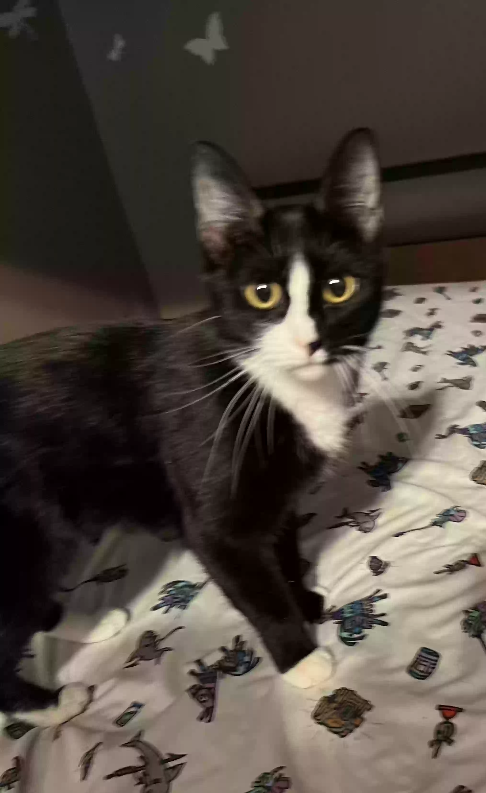 Lost cat in Tucson, AZ, 85710