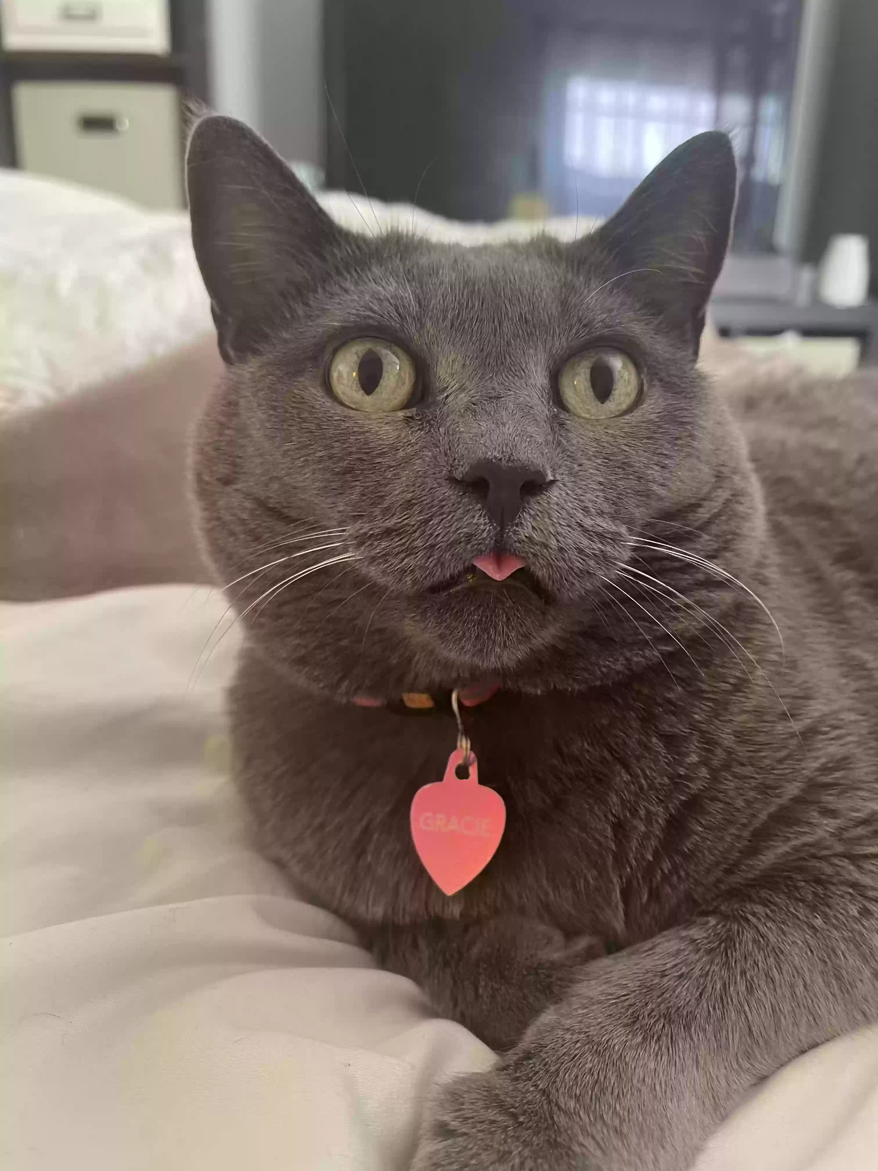 Lost cat in Cotati, CA, 94931