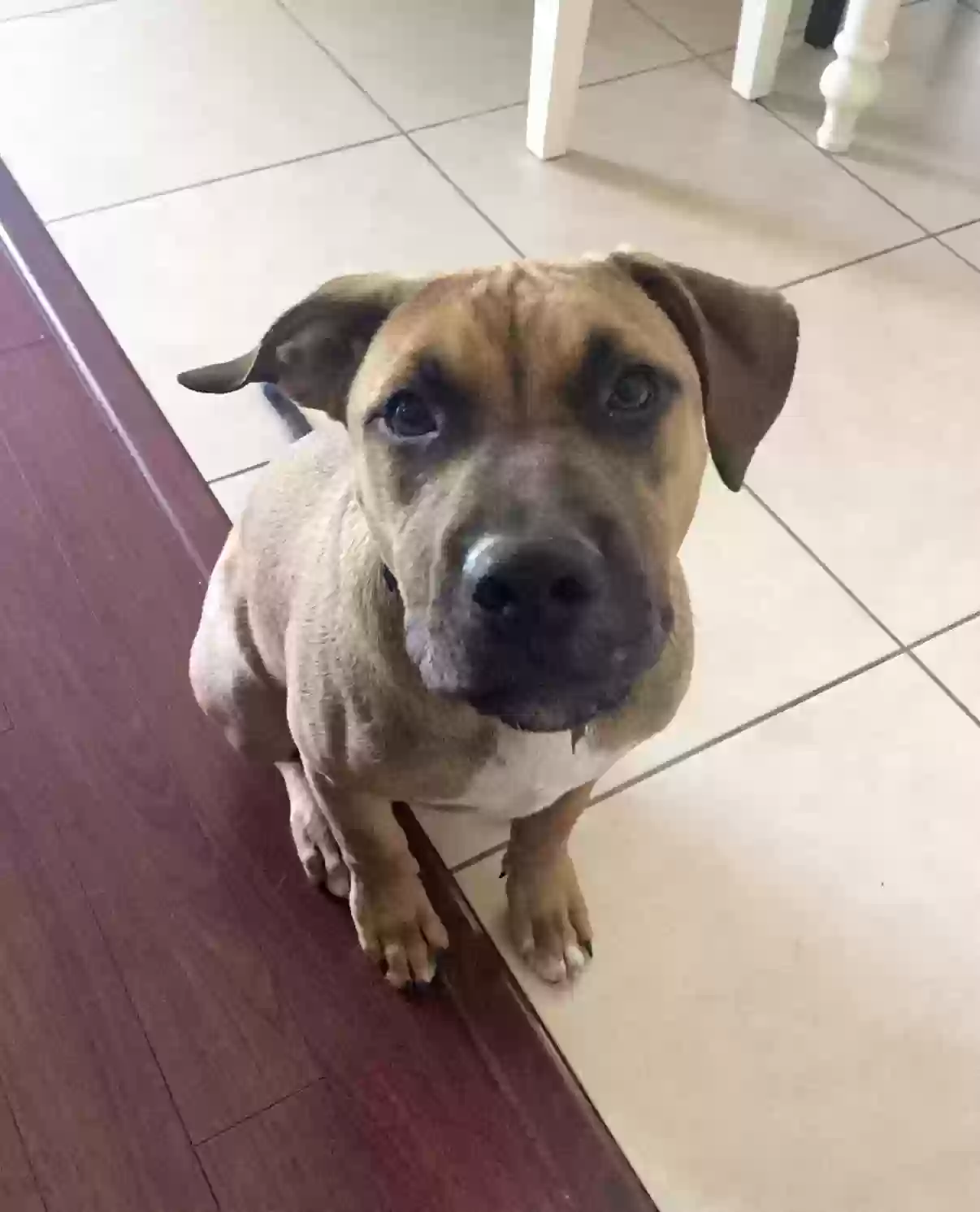 Lost dog in Ocala, FL, 34471
