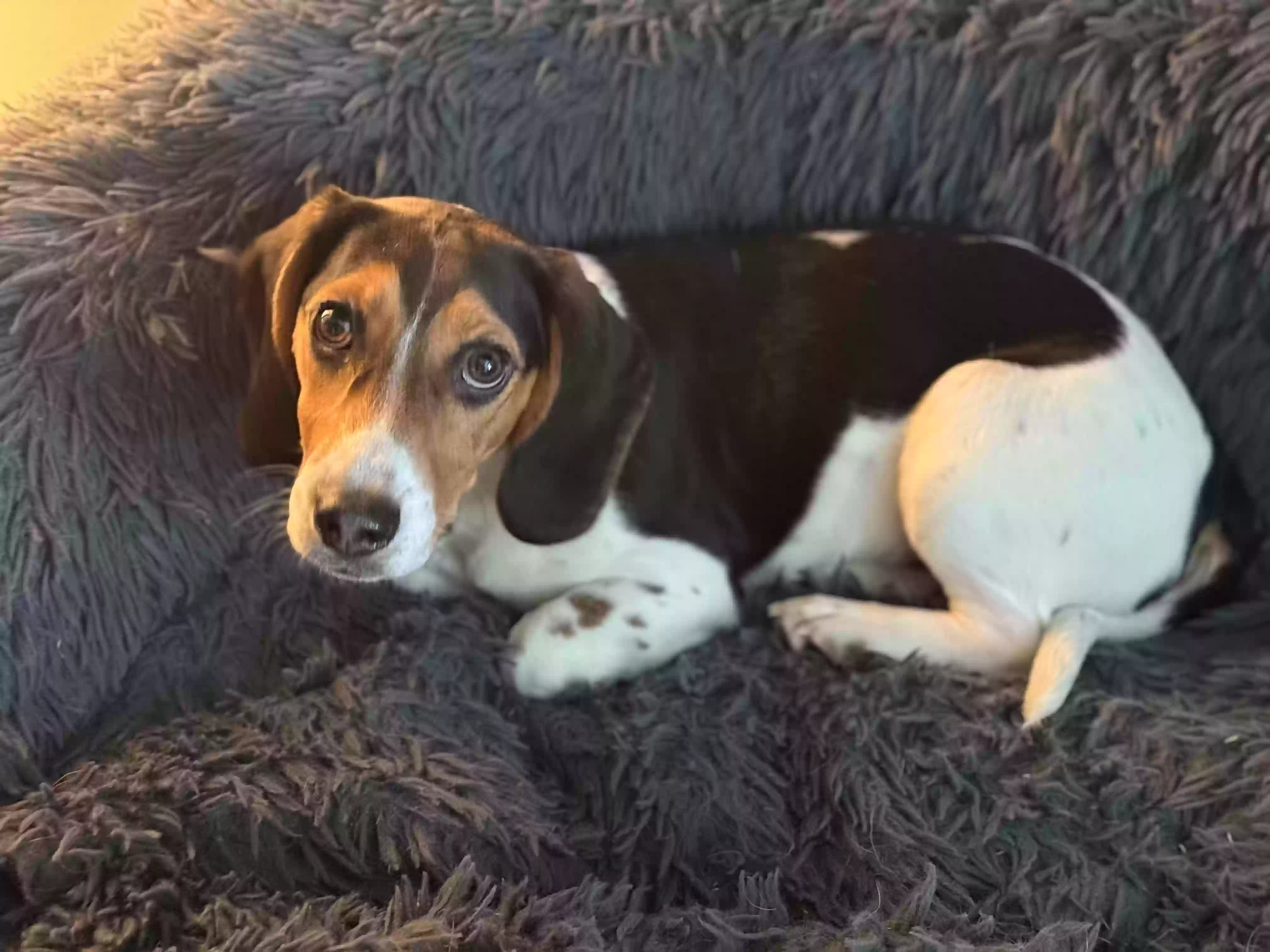 Lost dog in Des Moines, IA, 50309