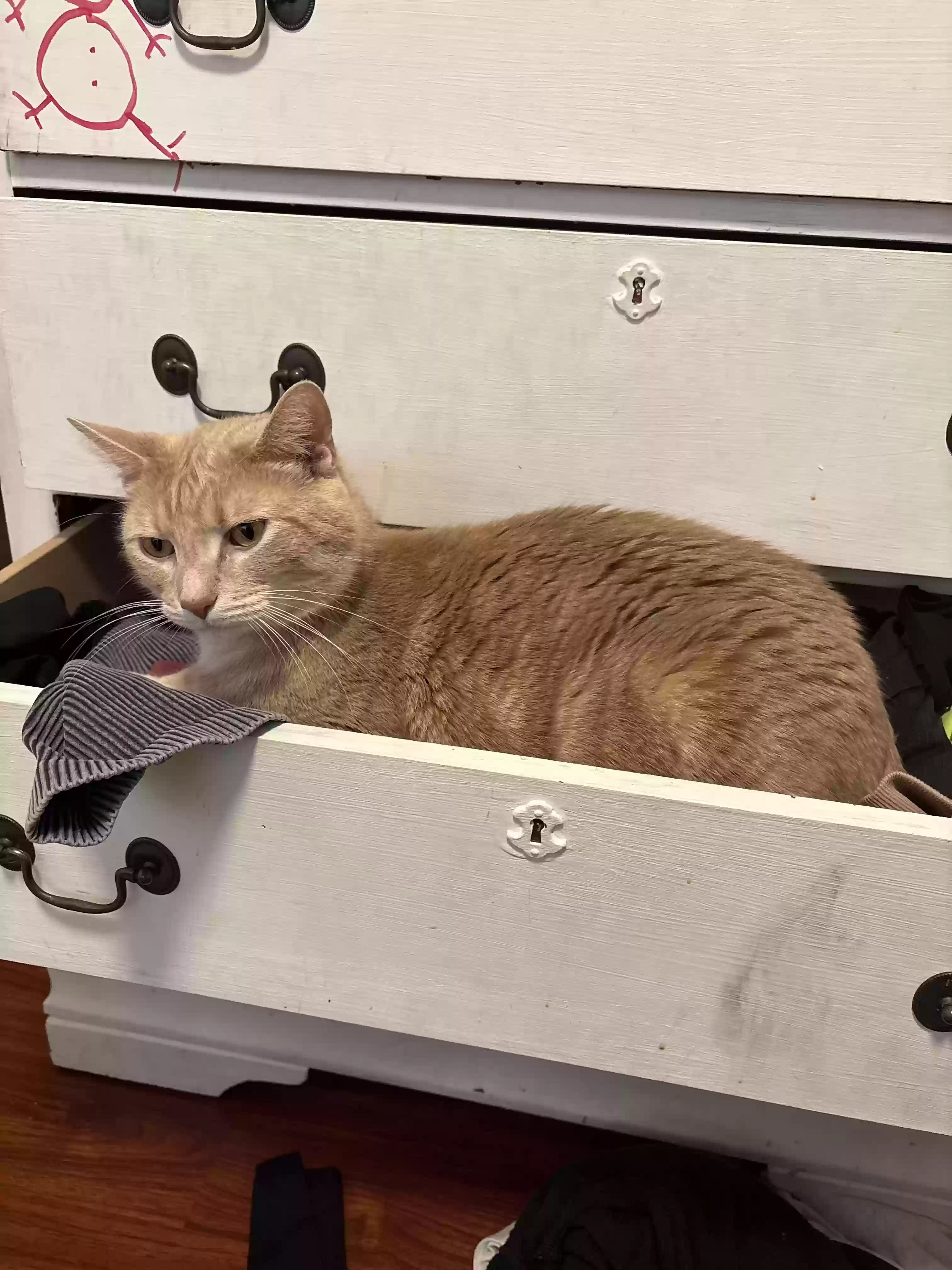 Lost cat in Ballwin, MO, 63011