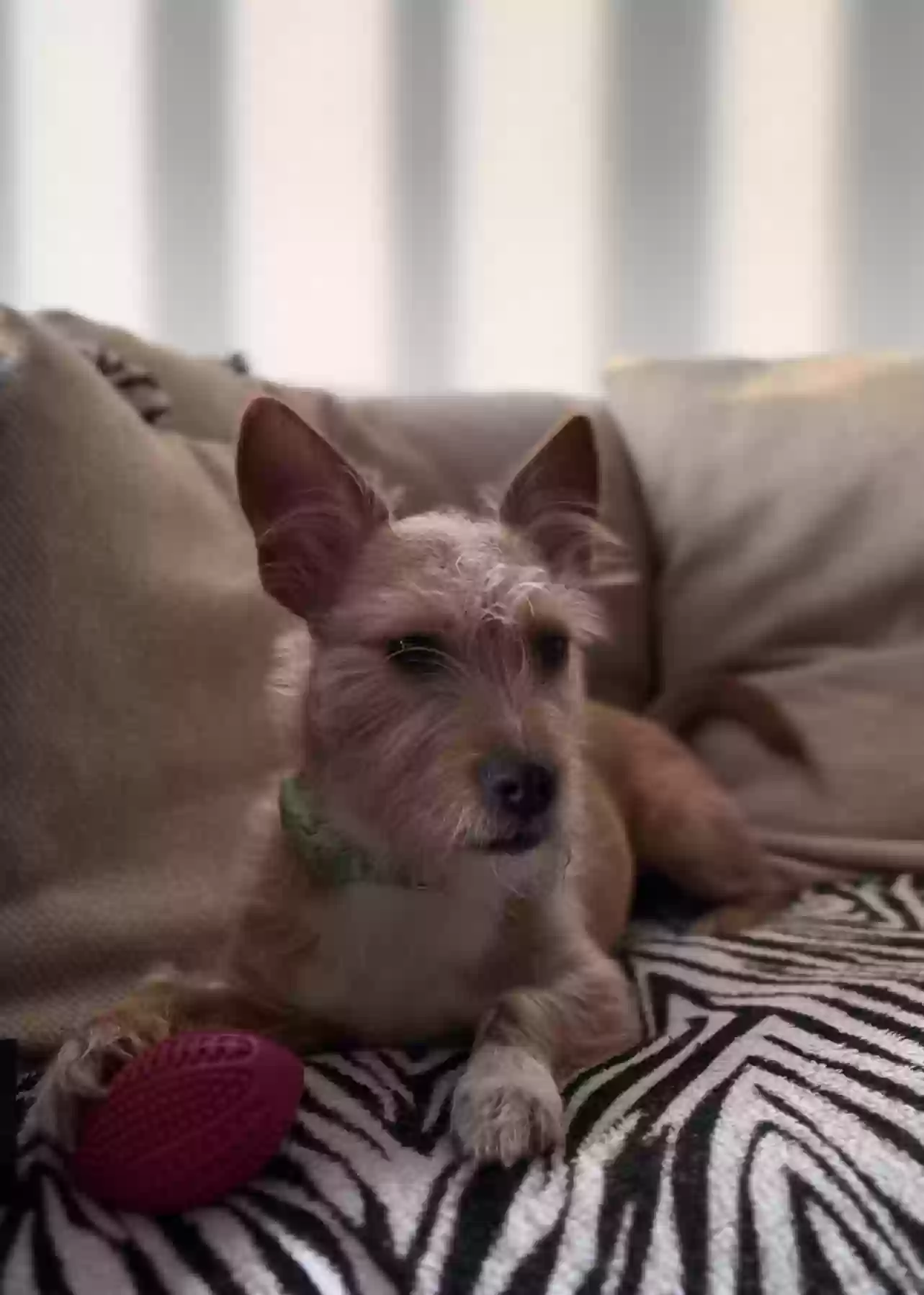 Lost dog in Tulare, CA, 93274