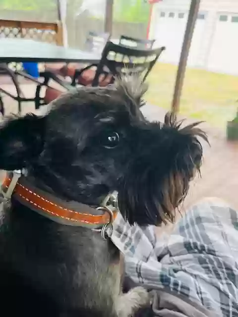 Lost dog in Raeford, NC, 28376