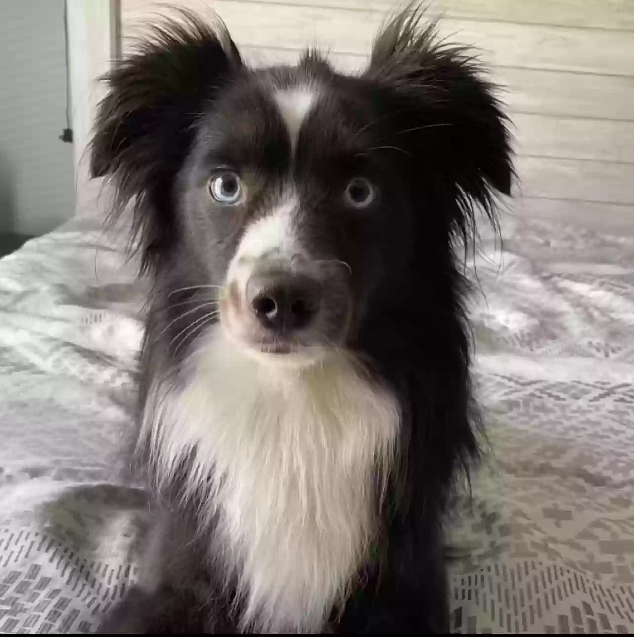 Lost dog in Los Fresnos, TX, 78566