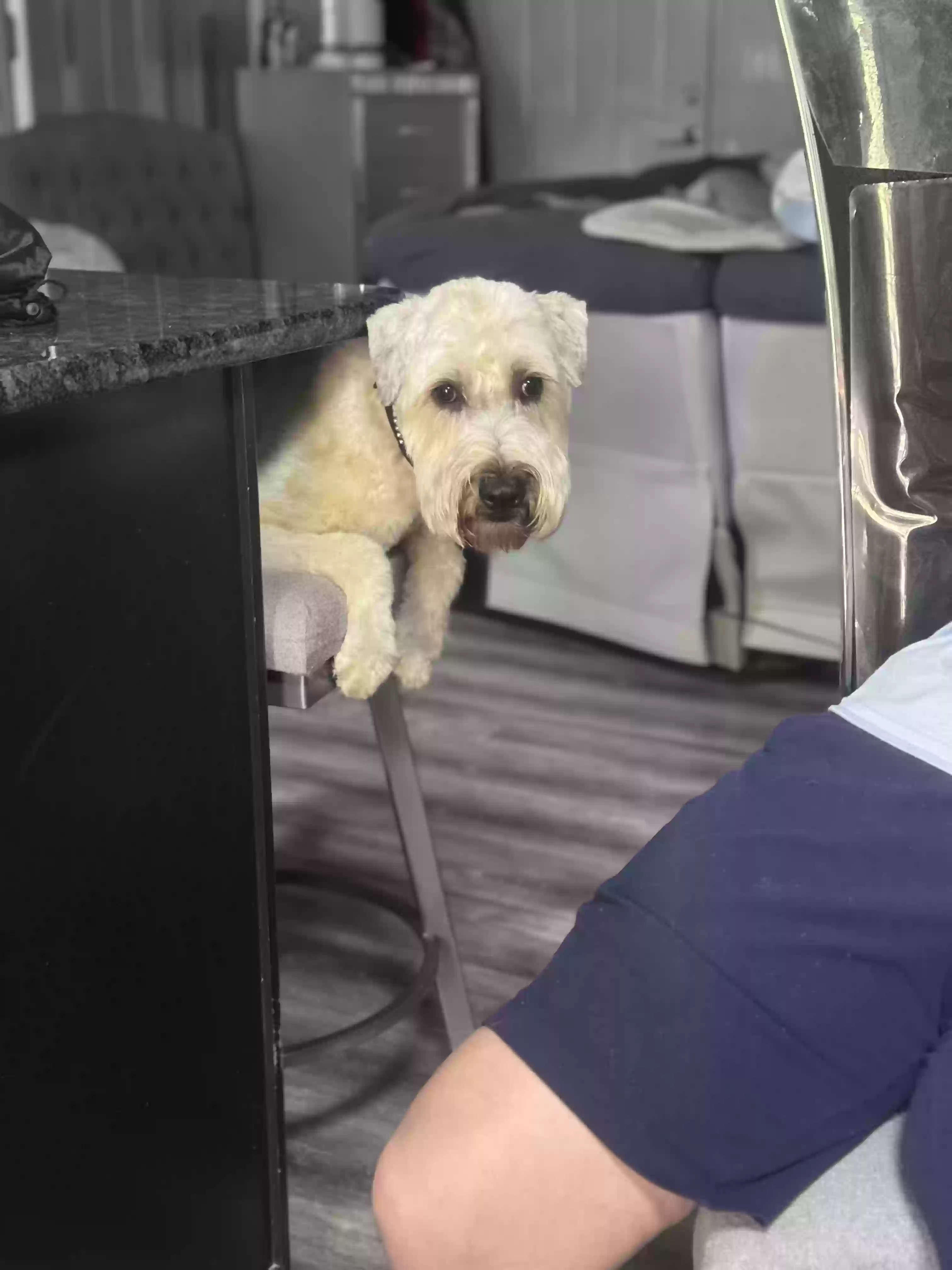 Lost dog in Oracle, AZ, 85623