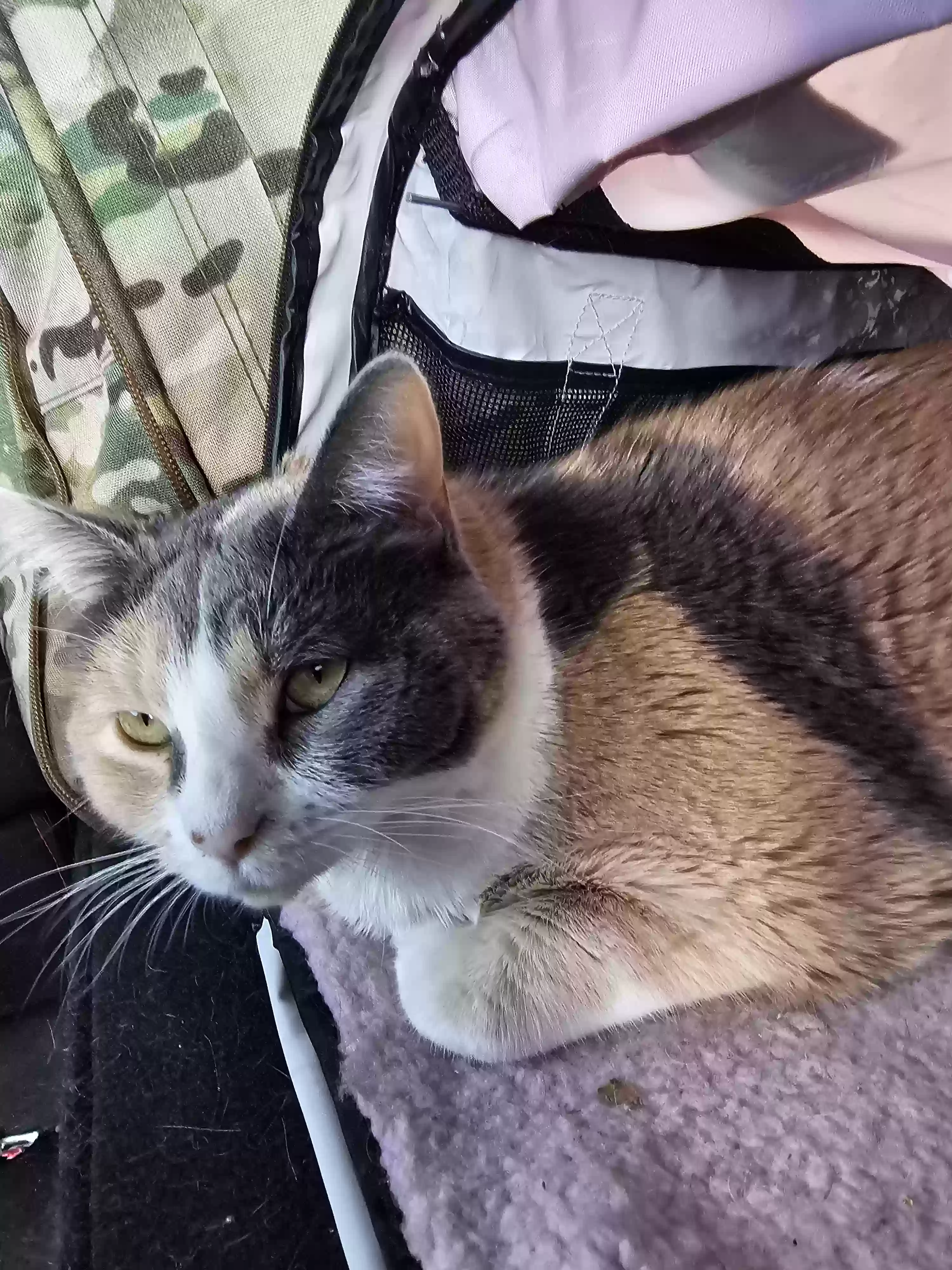 Lost cat in Killeen, TX, 76549