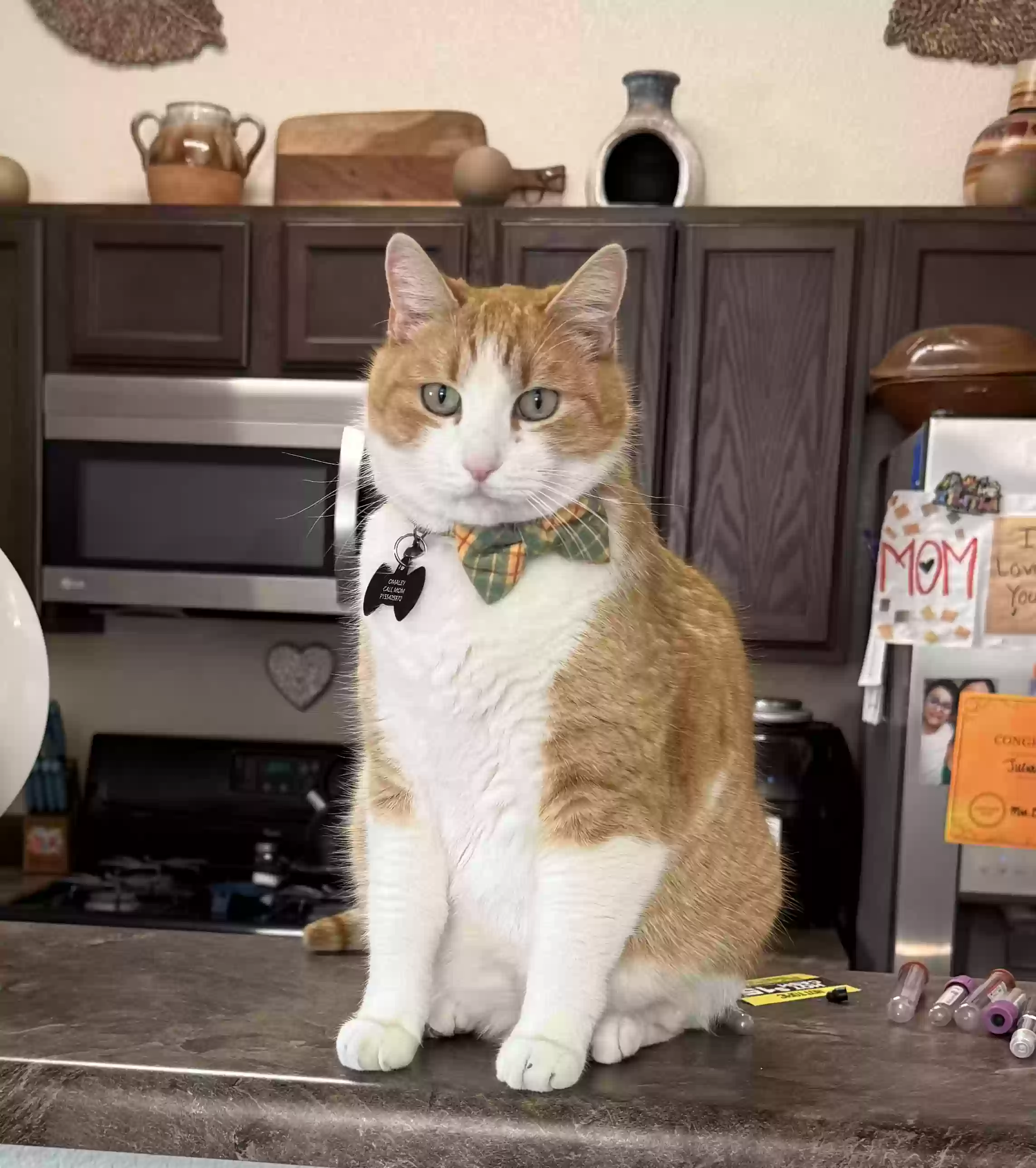 Lost cat in El Paso, TX, 79924